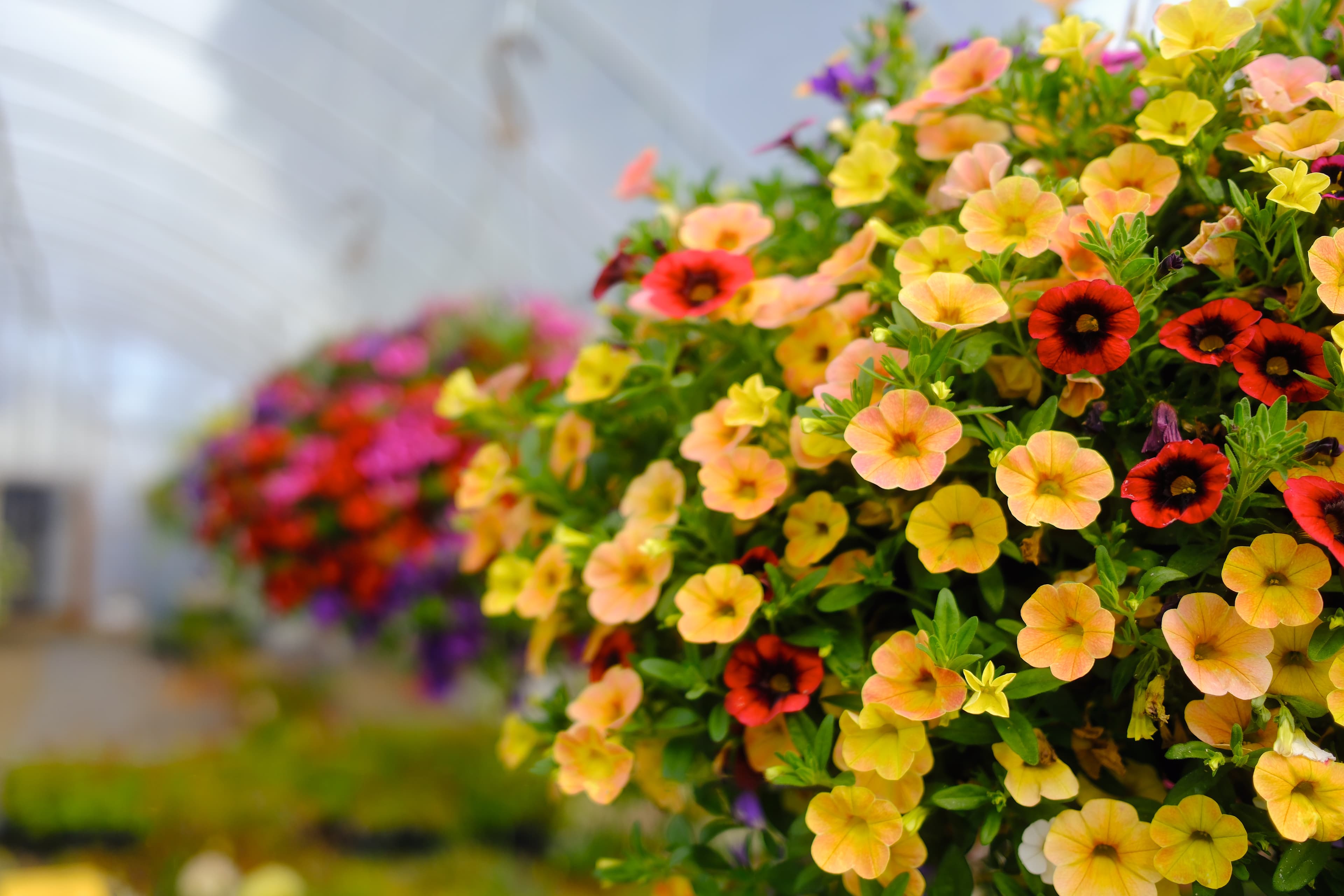 Gorgeous Gardens Nursery in Mossyrock, WA