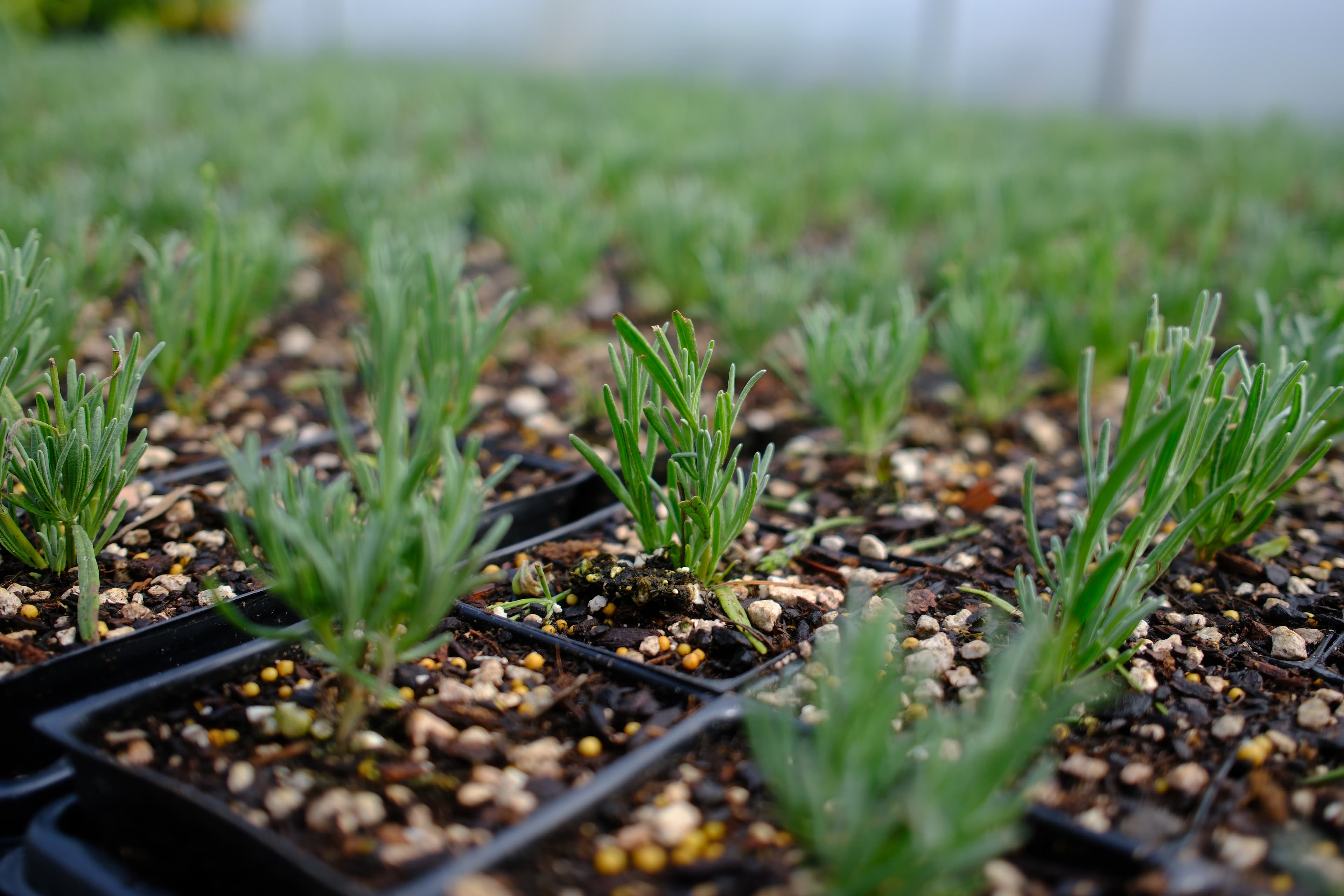 Rows of plants at Gorgeous Gardens