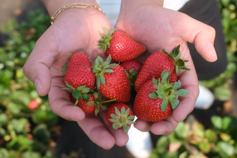 Rows of seasonal plants at Gorgeous Gardens Nursery
