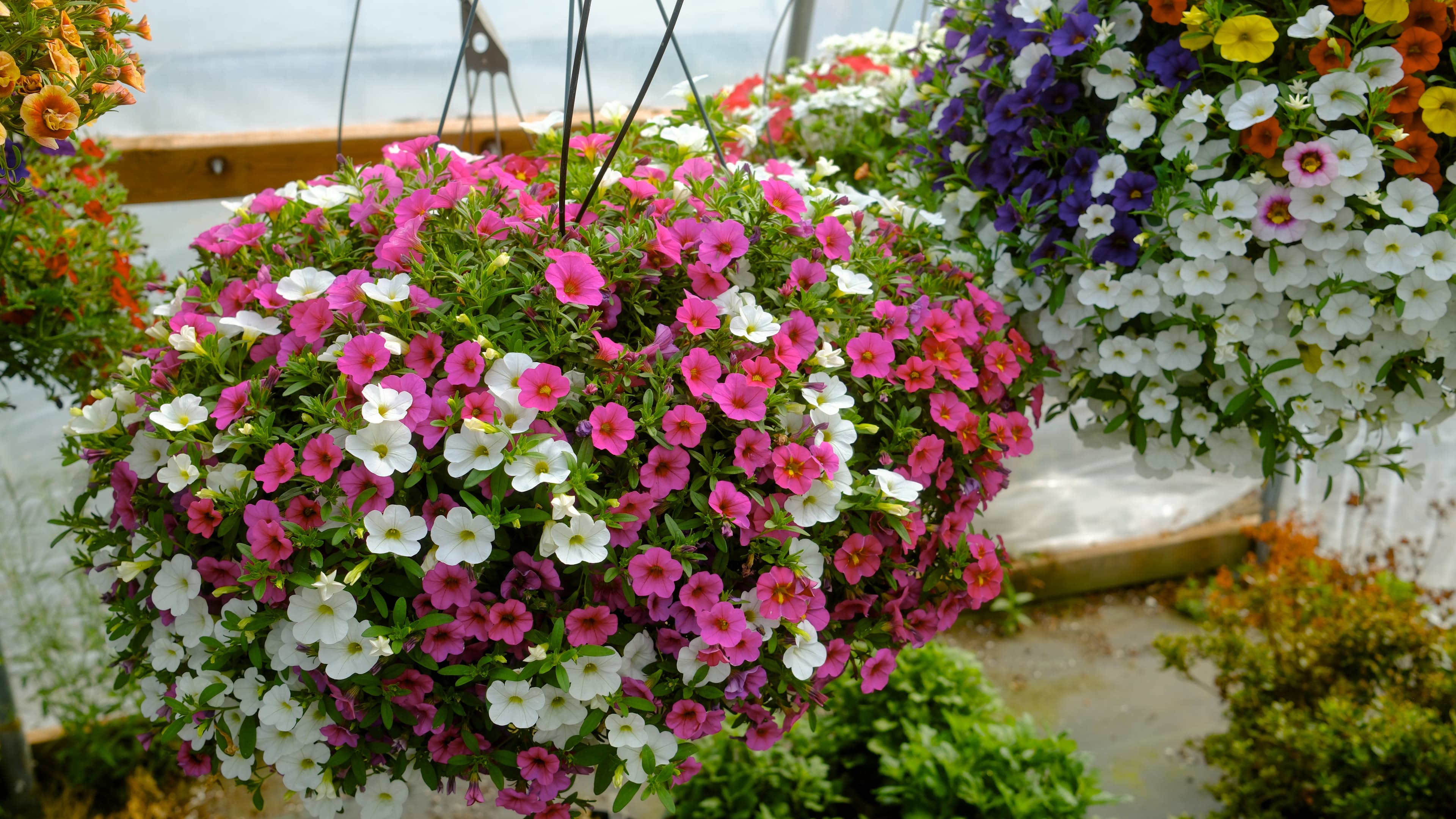 Potted plants and garden starts at Gorgeous Gardens Nursery