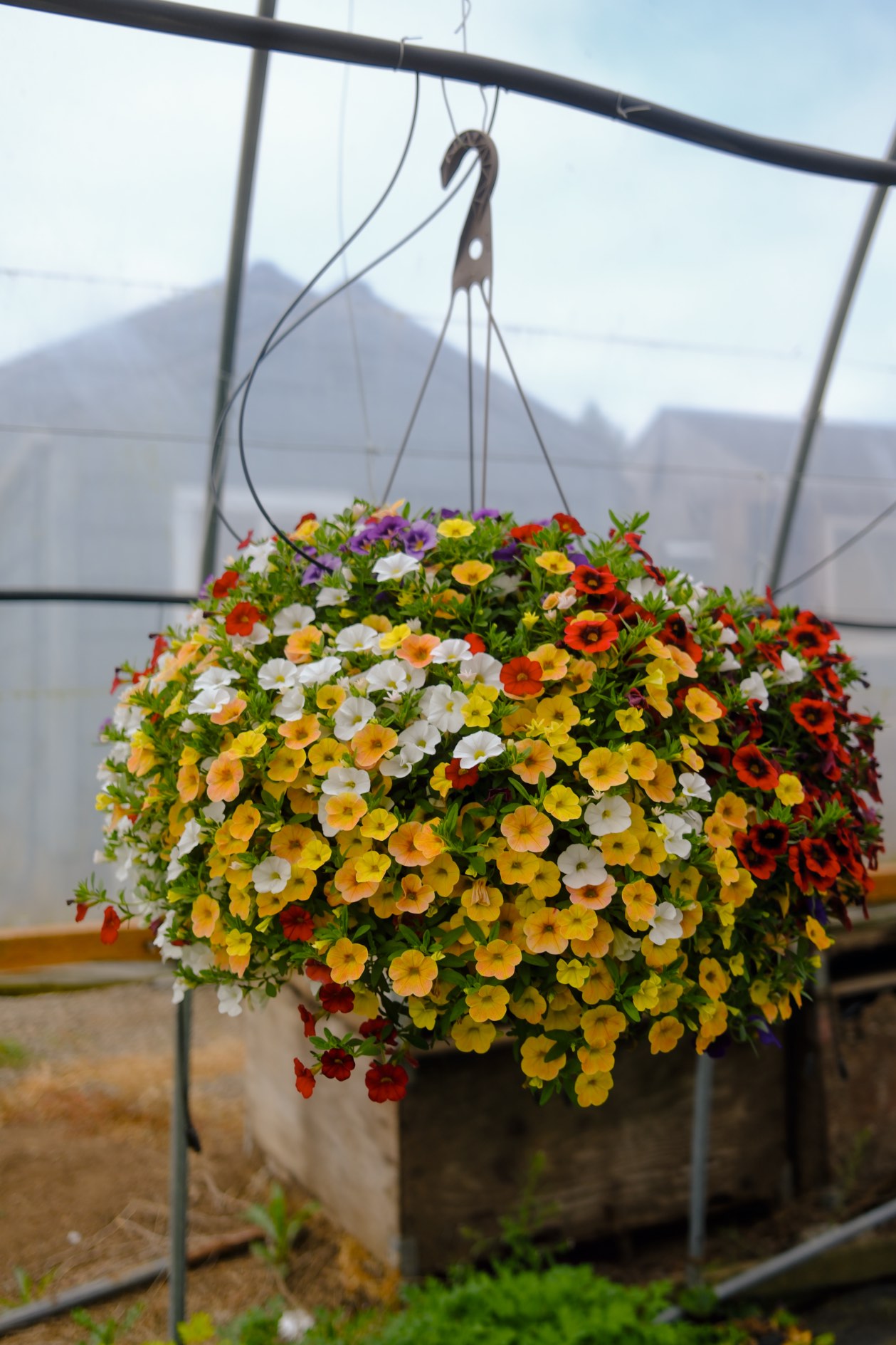 Hanging Baskets photo 19