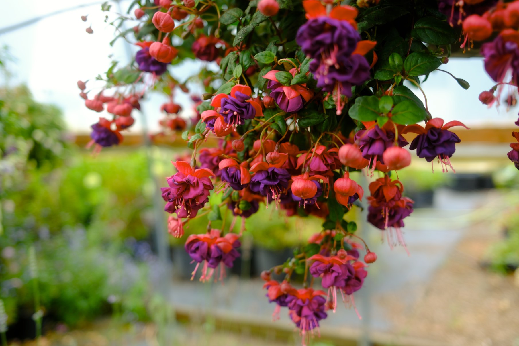 Hanging Baskets photo 3