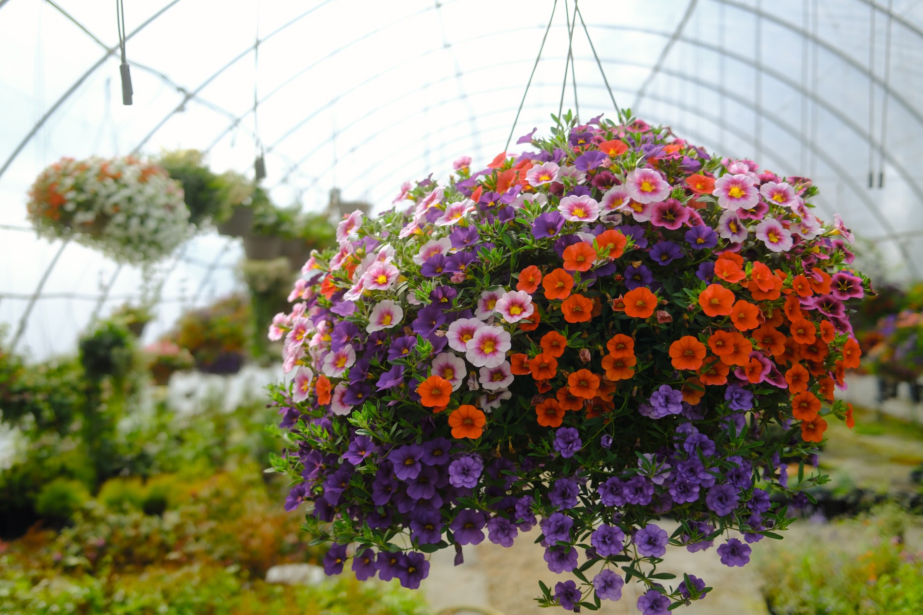 Hanging Baskets photo 22