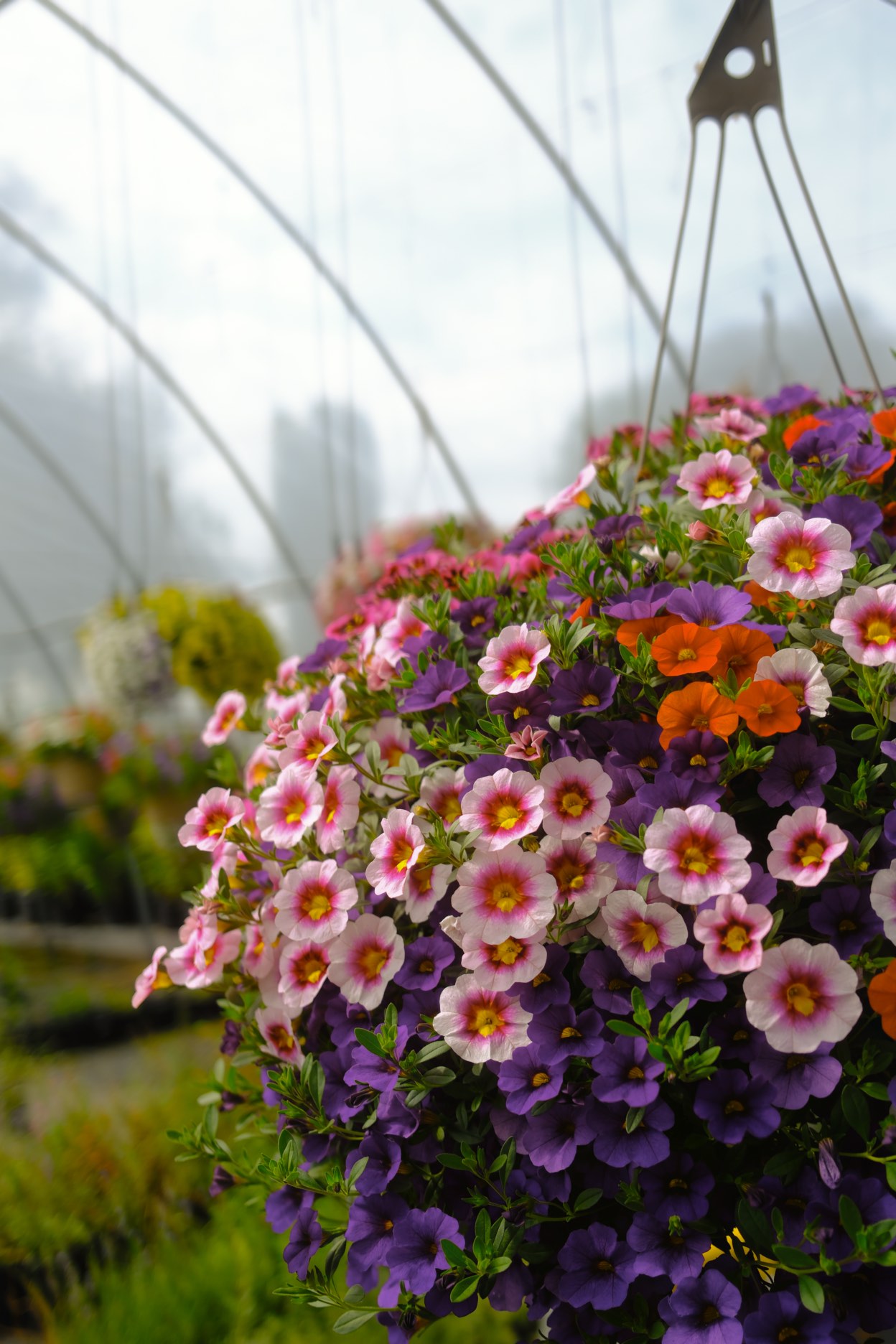 Hanging Baskets photo 11