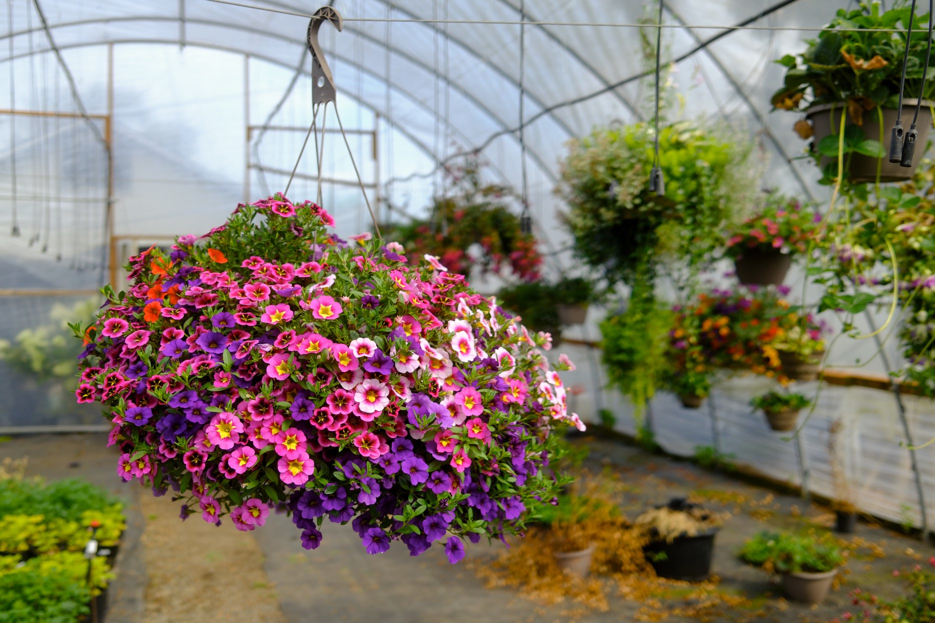 Hanging Baskets photo 12