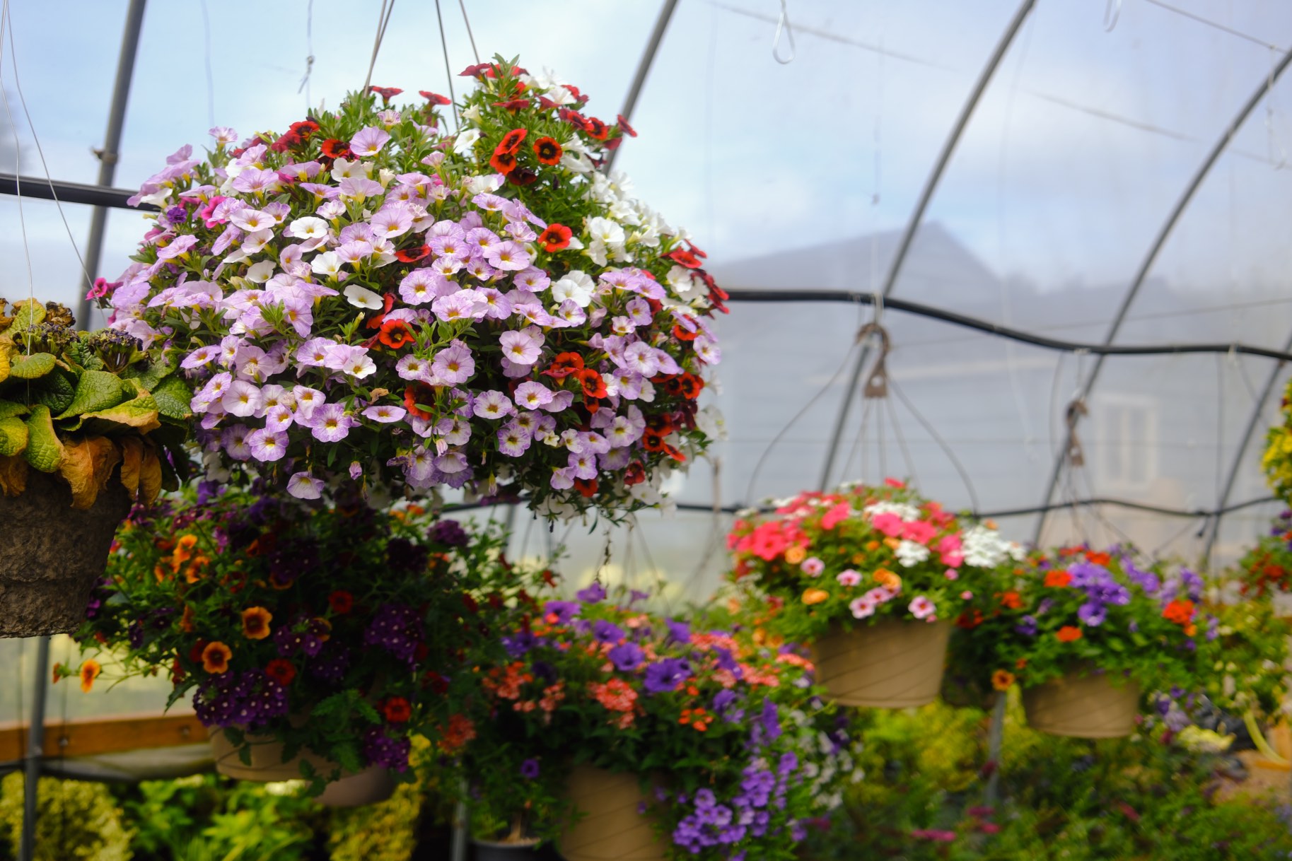 Hanging Baskets photo 18