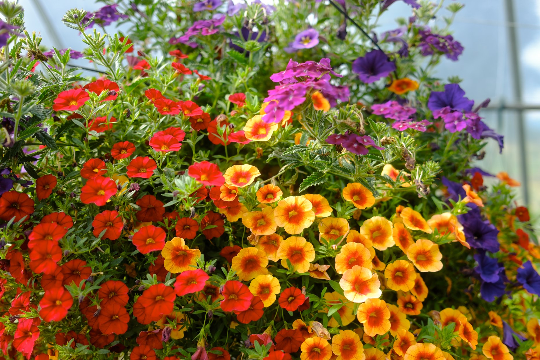 Hanging Baskets photo 14