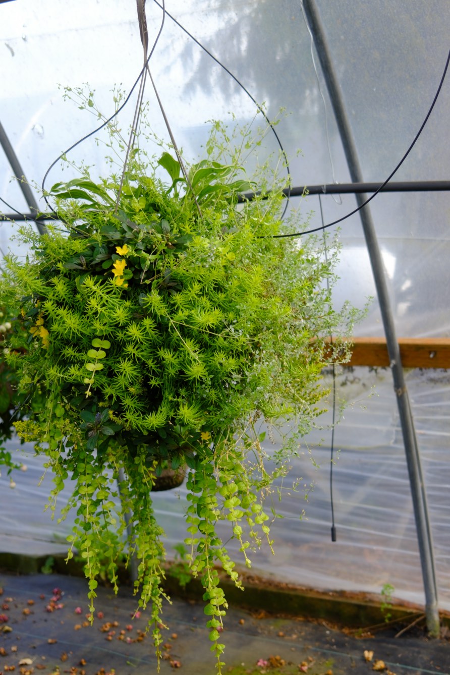 Hanging Baskets photo 10