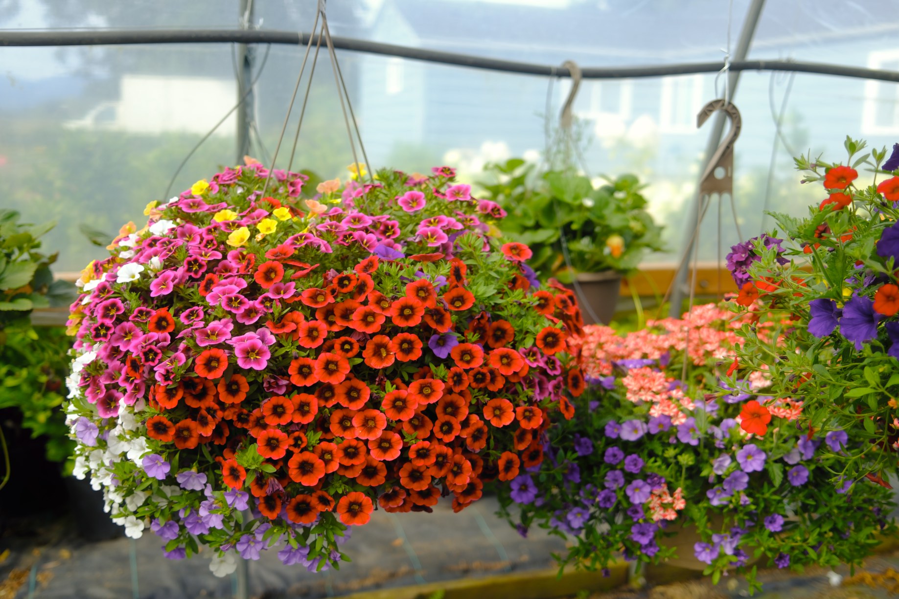 Hanging Baskets photo 2