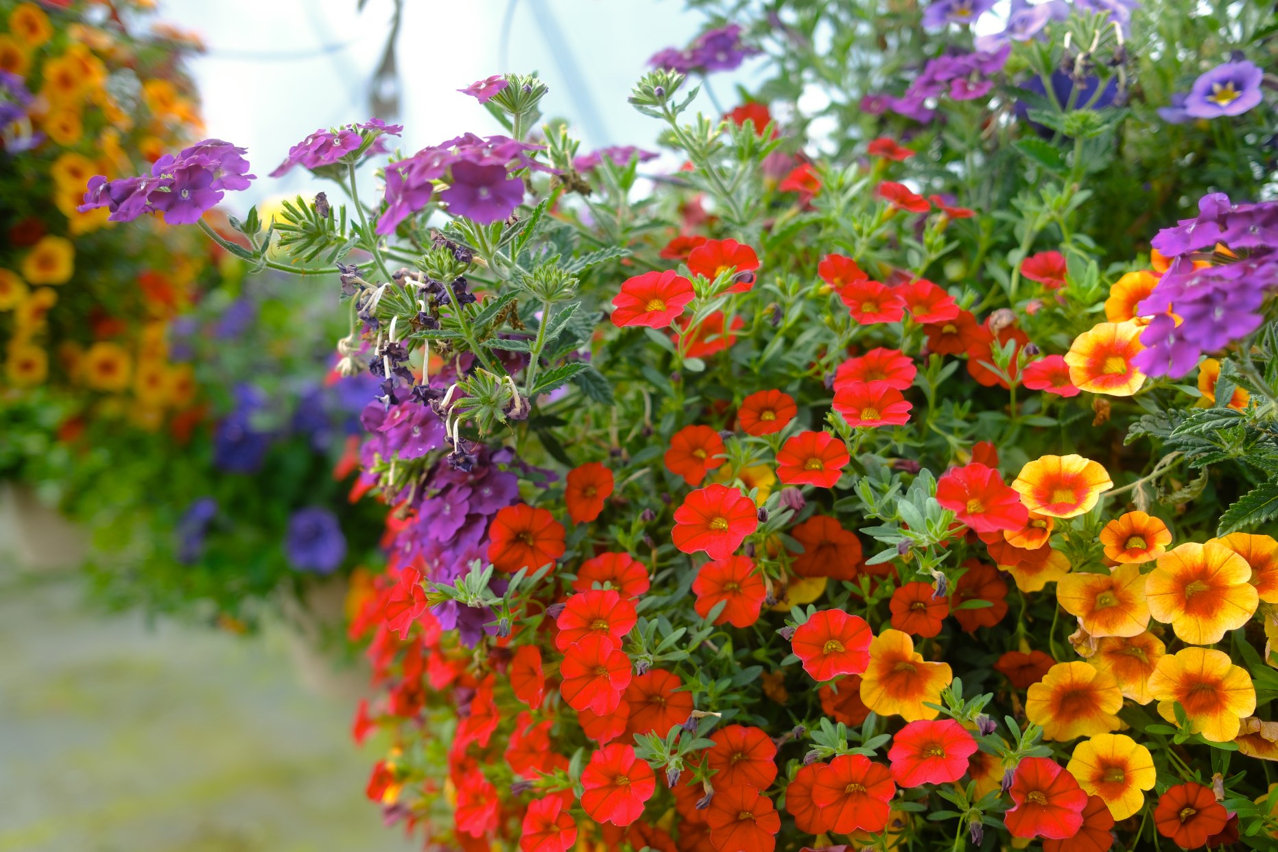 Hanging Baskets photo 16