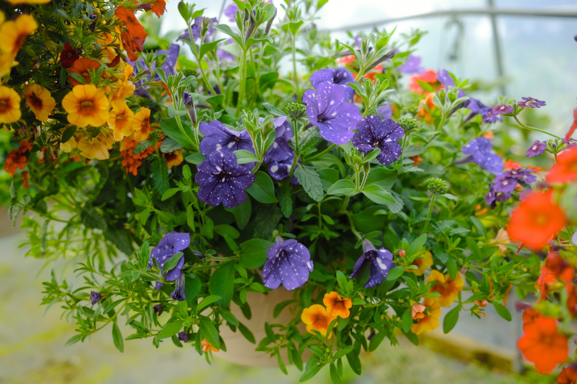 Hanging Baskets photo 22