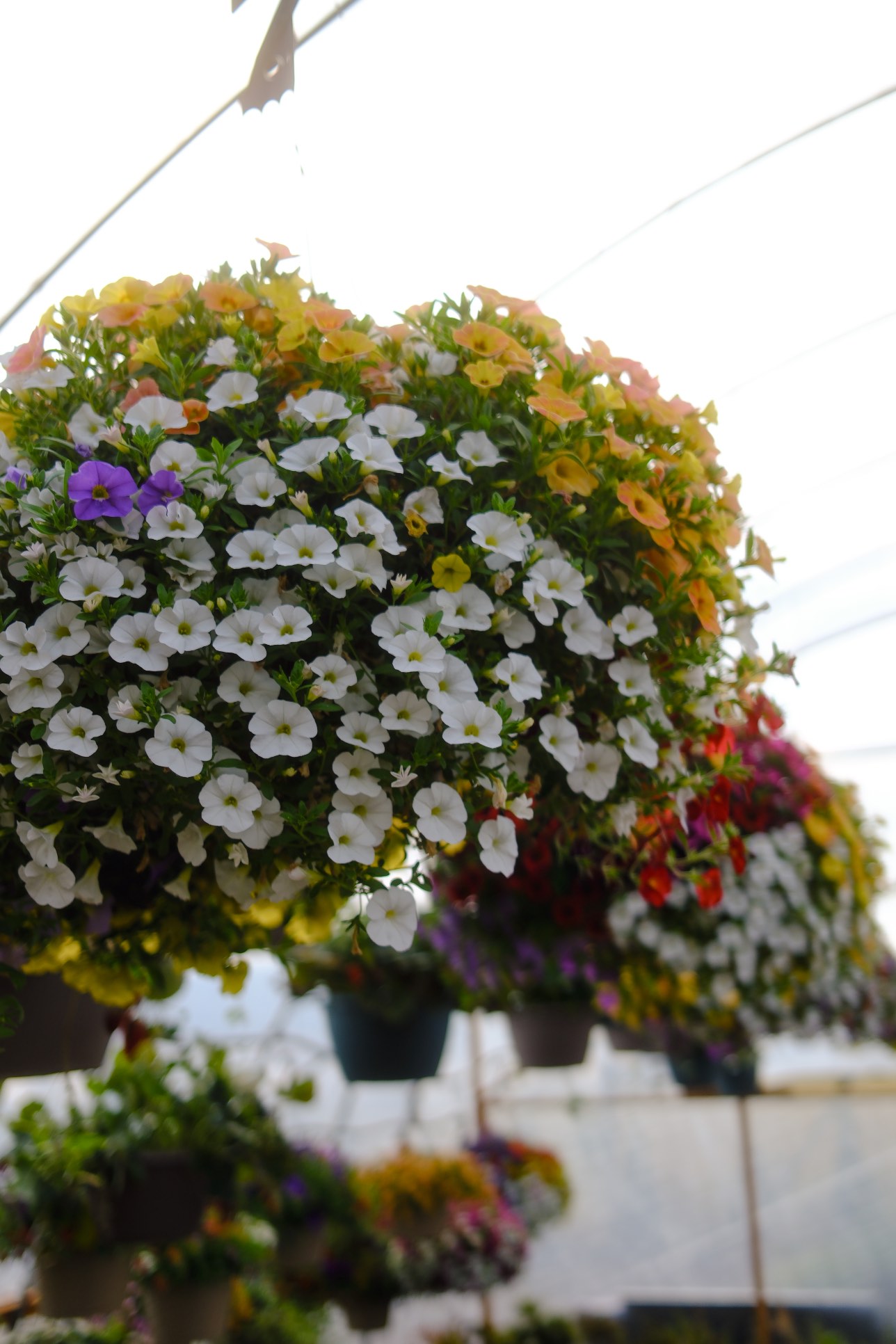 Hanging Baskets photo 8