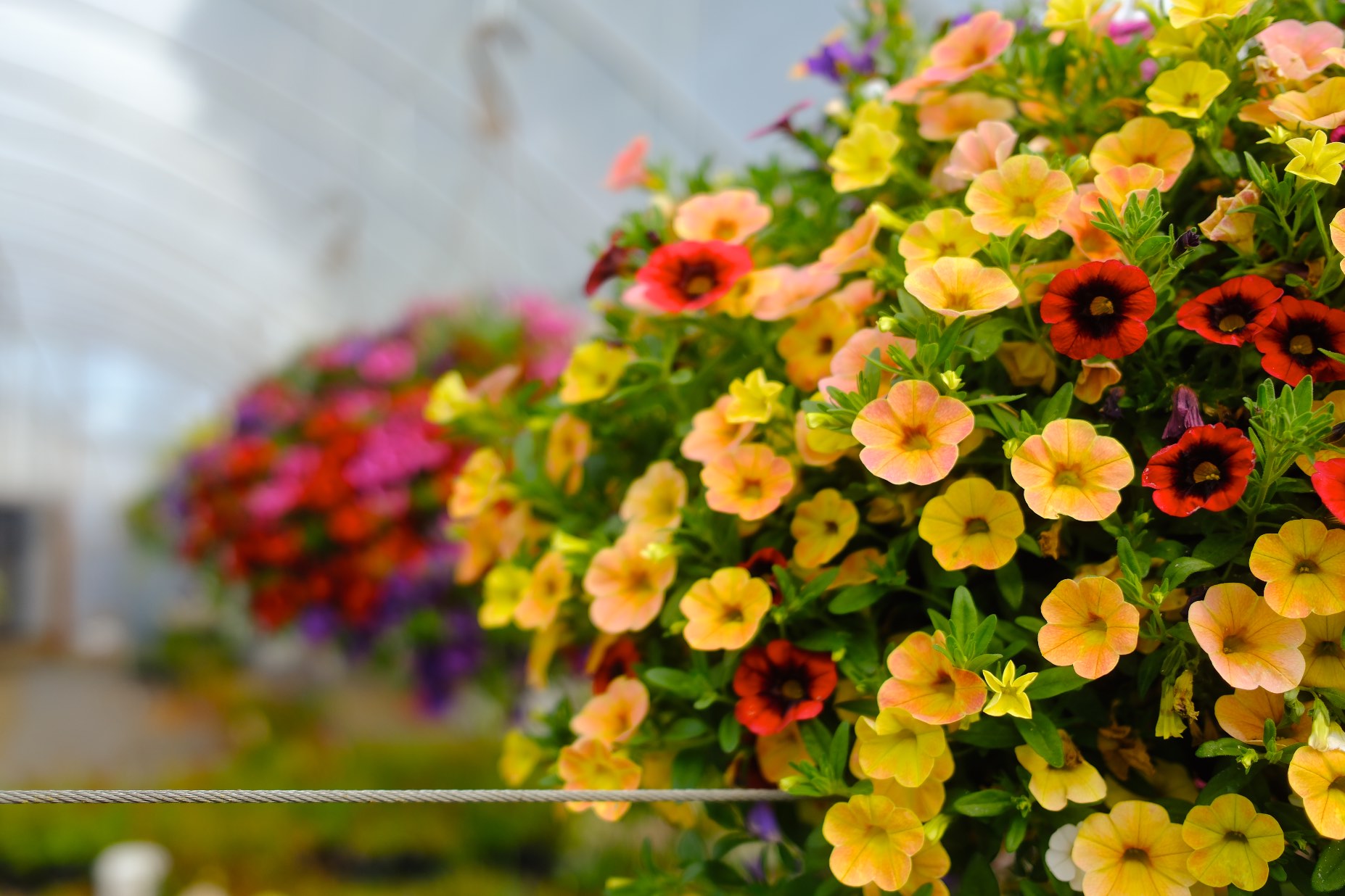 Hanging Baskets photo 24