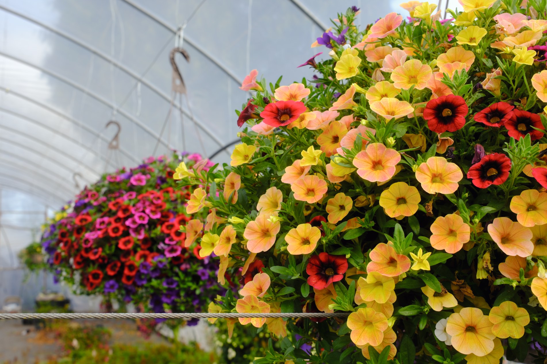 Hanging Baskets photo 6
