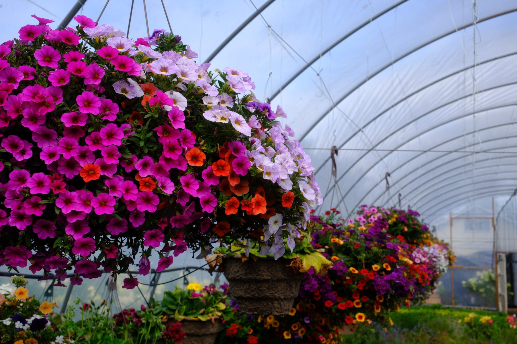 Hanging Baskets photo 13