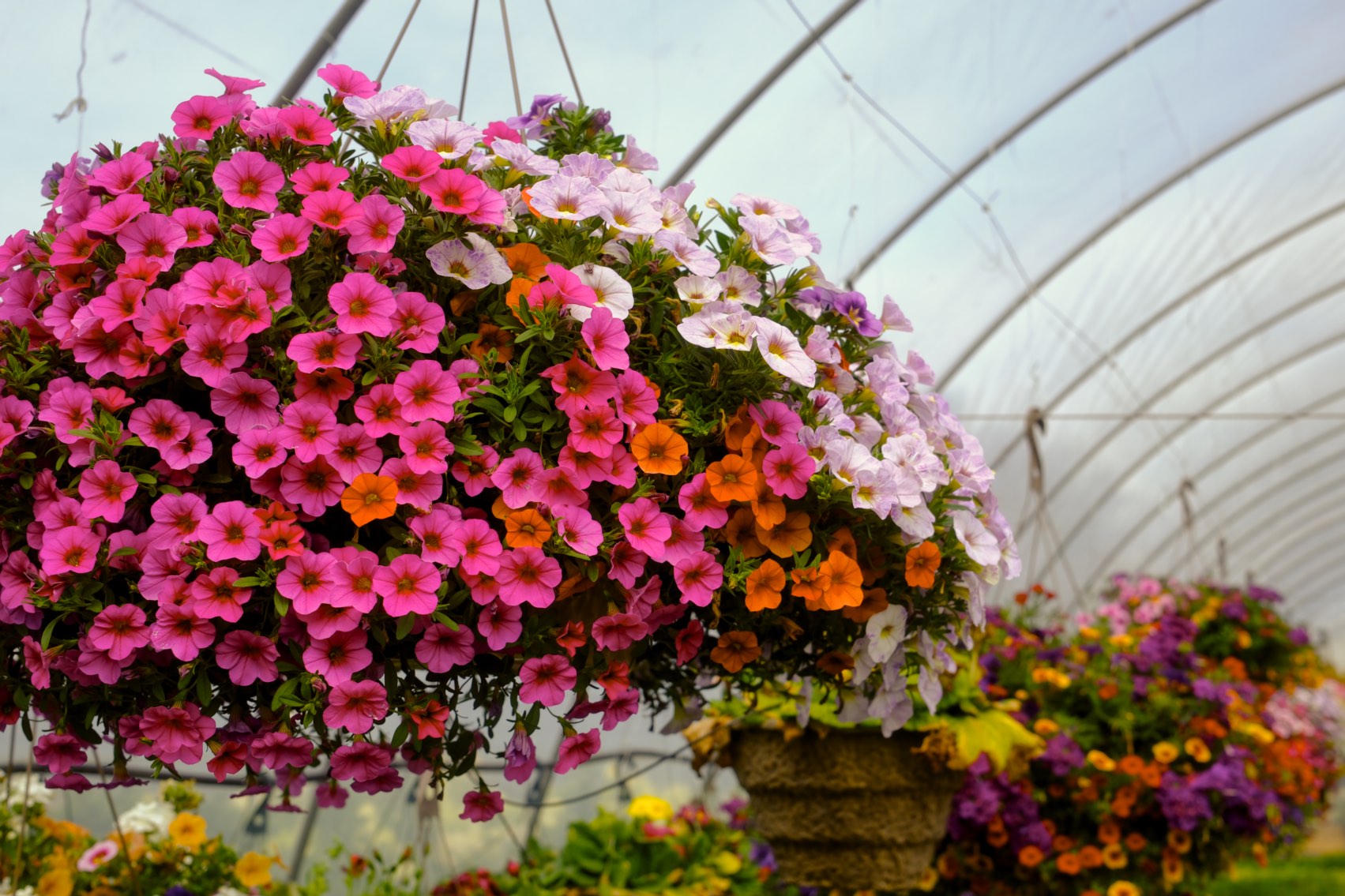 Hanging Baskets photo 15