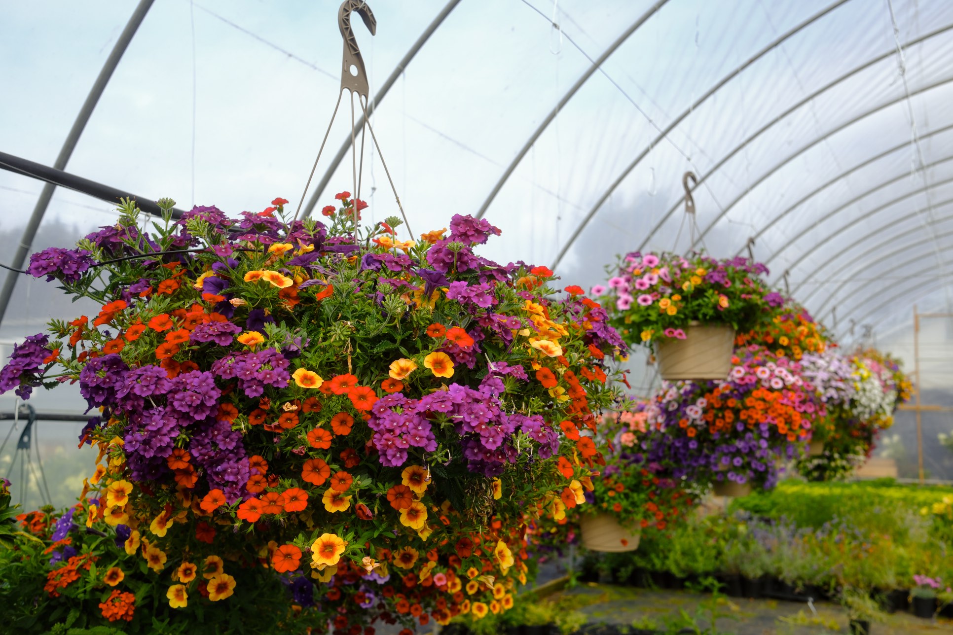 Hanging Baskets photo 23
