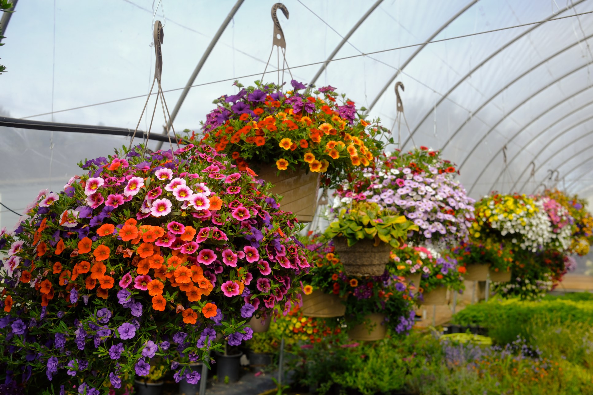 Hanging Baskets photo 20