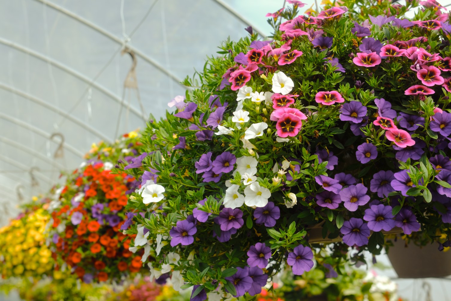 Hanging Baskets photo 5