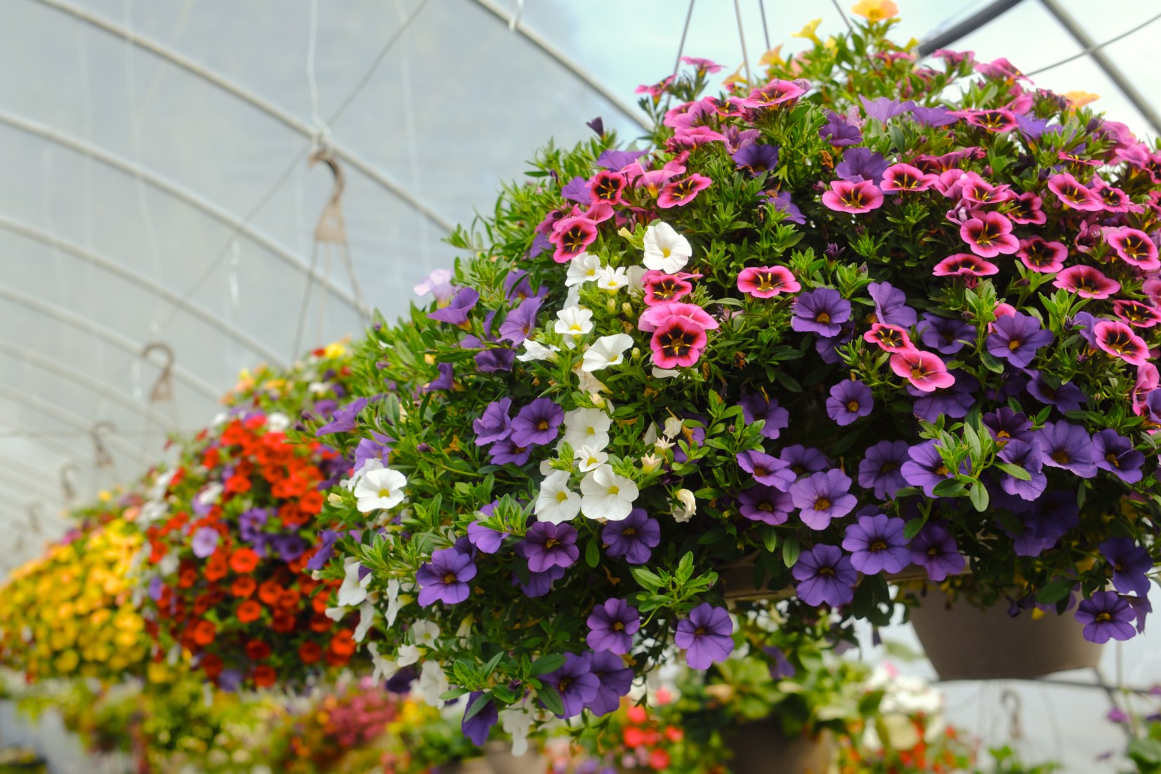 Hanging Baskets photo 3