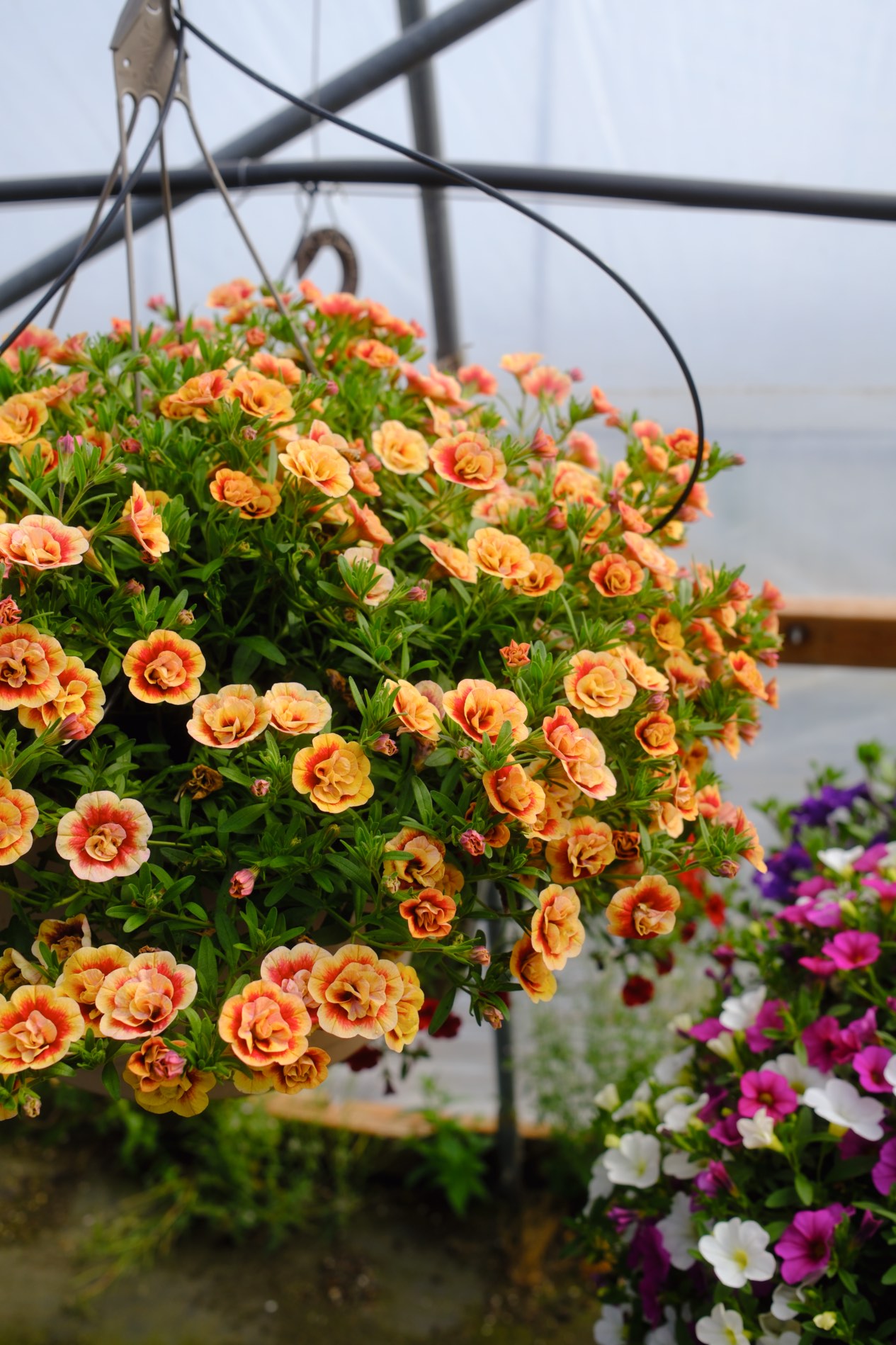 Hanging Baskets photo 4