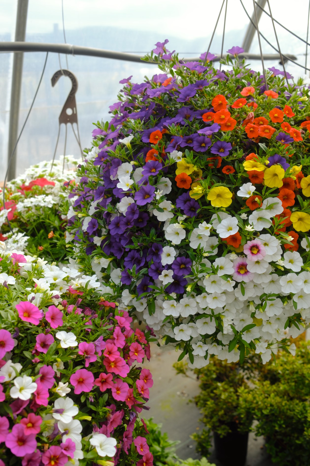 Hanging Baskets photo 7