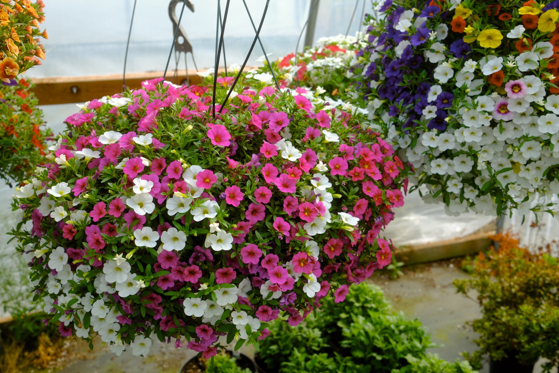 Hanging Baskets photo 13
