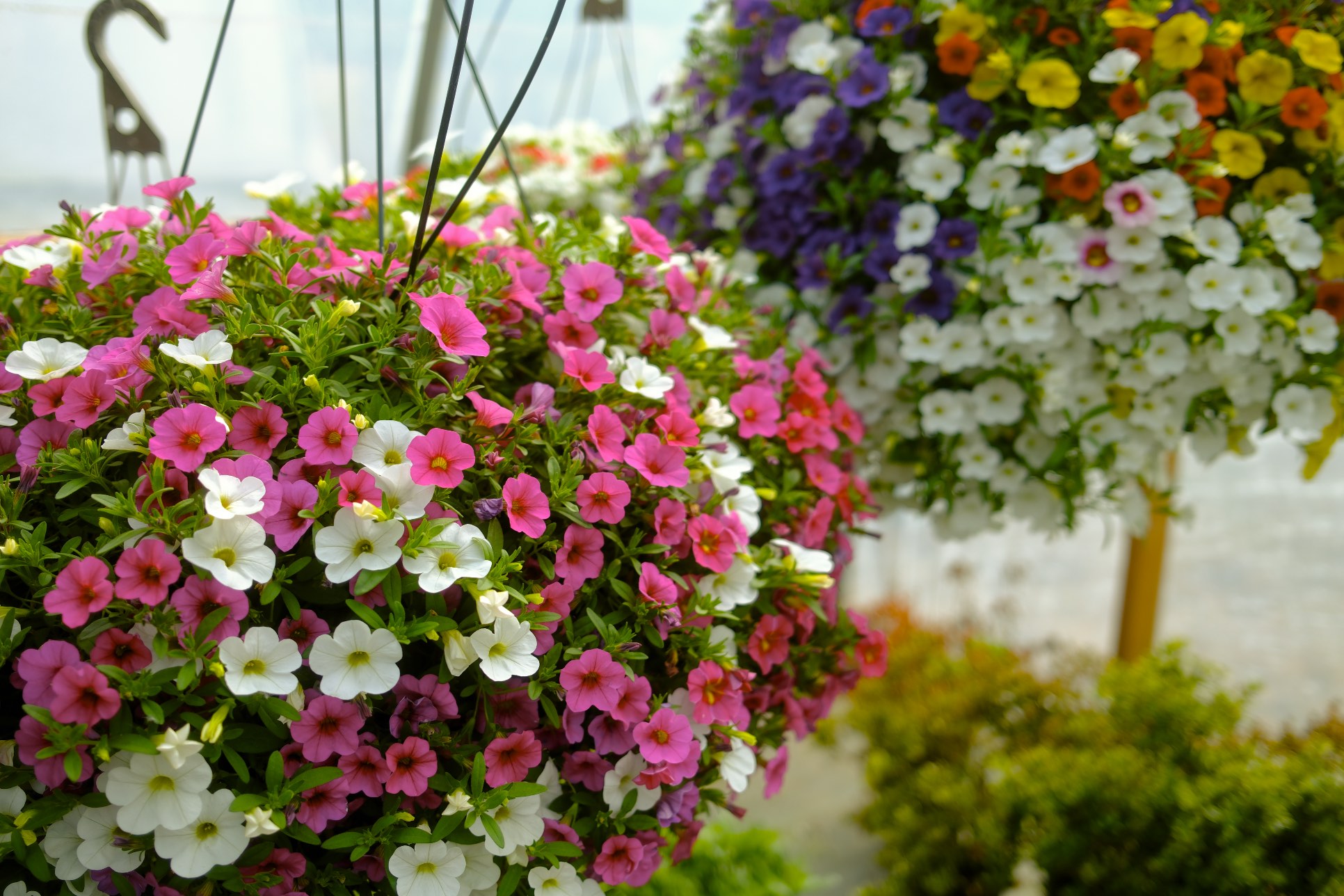 Hanging Baskets photo 17