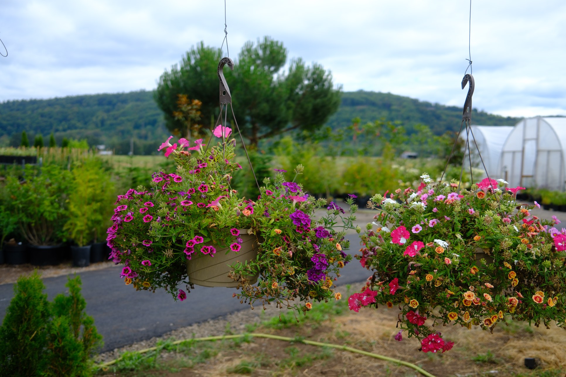 Hanging Baskets photo 21