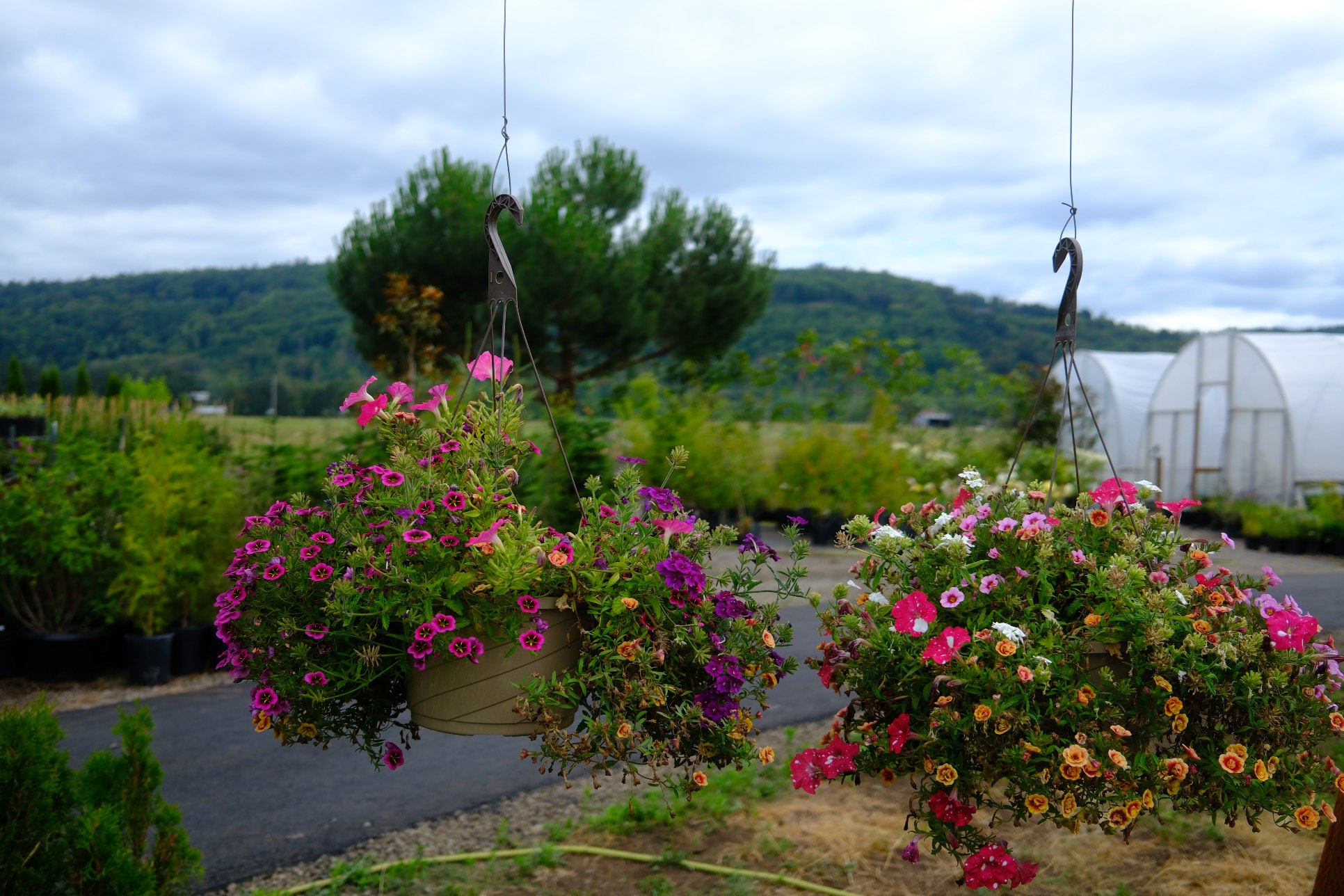 Hanging Baskets photo 15