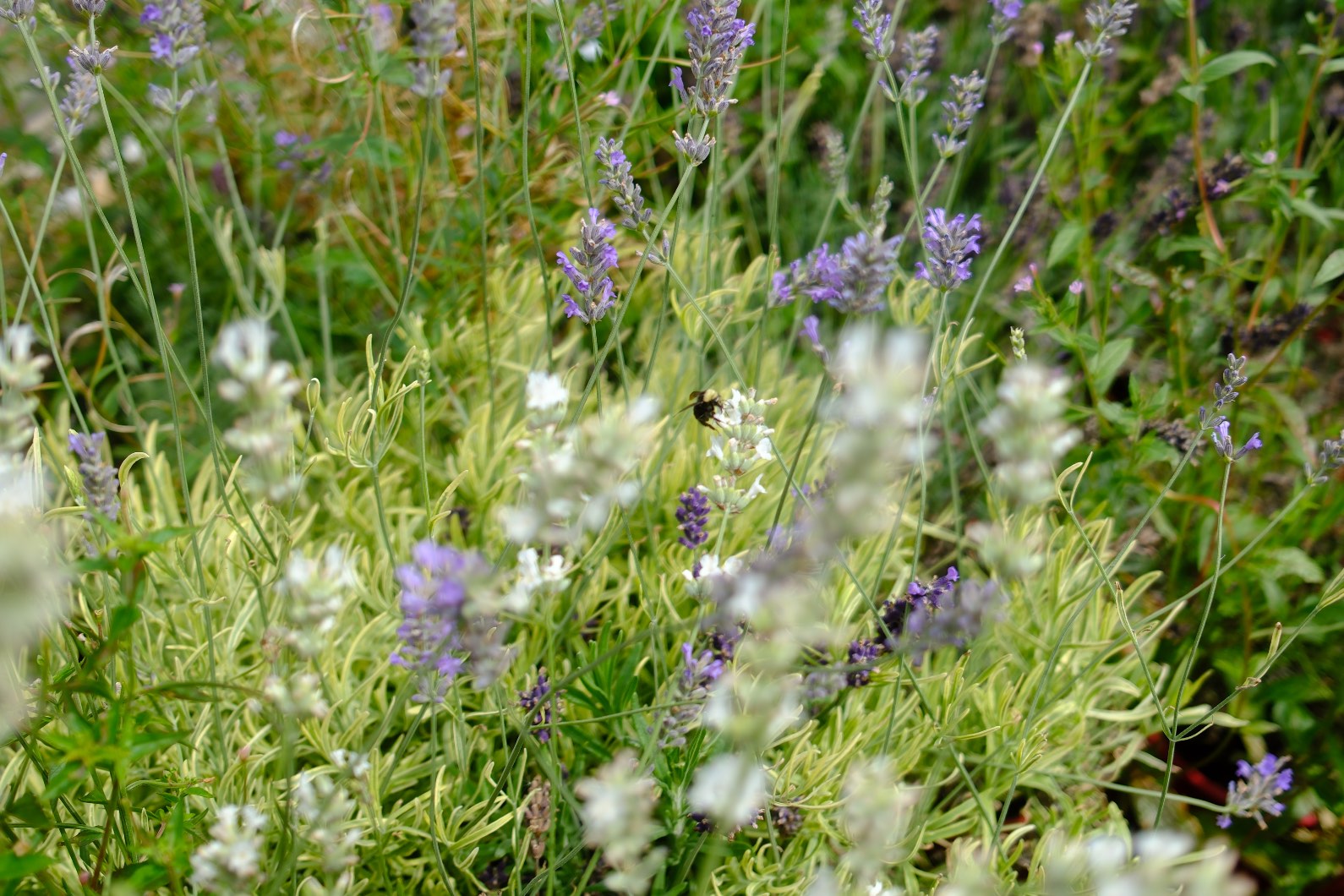 Lavender photo 4