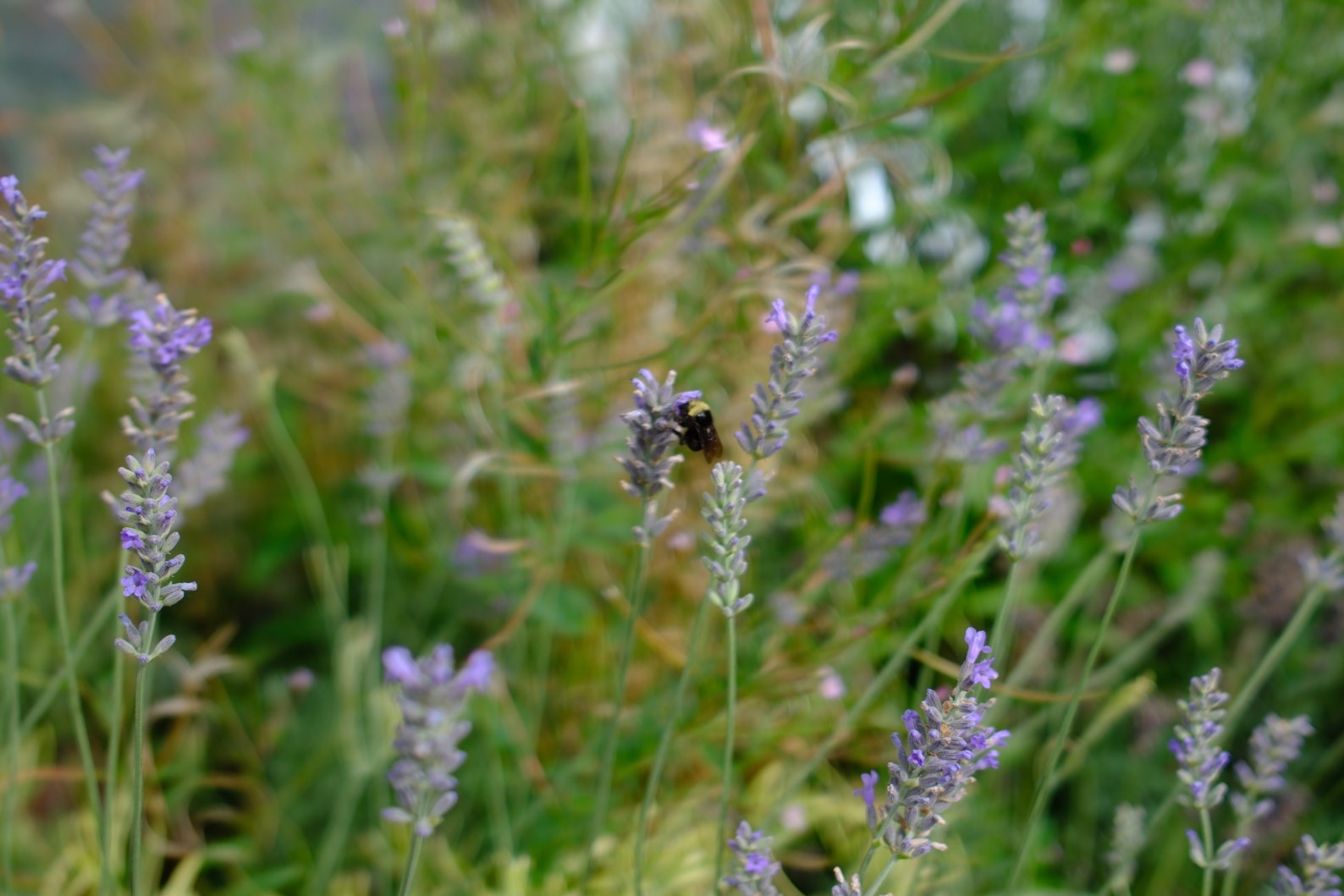 Lavender photo 7