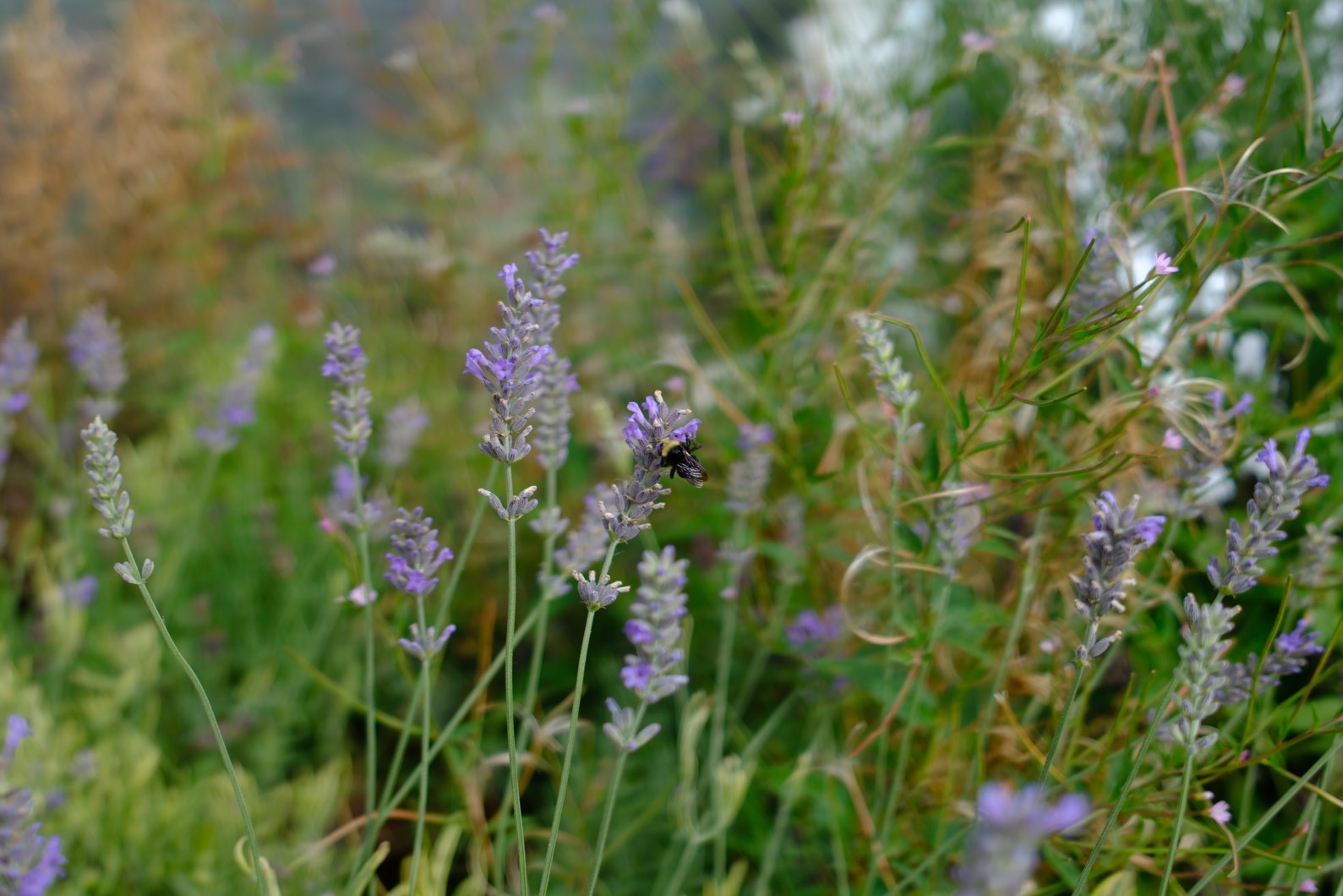 Lavender photo 6