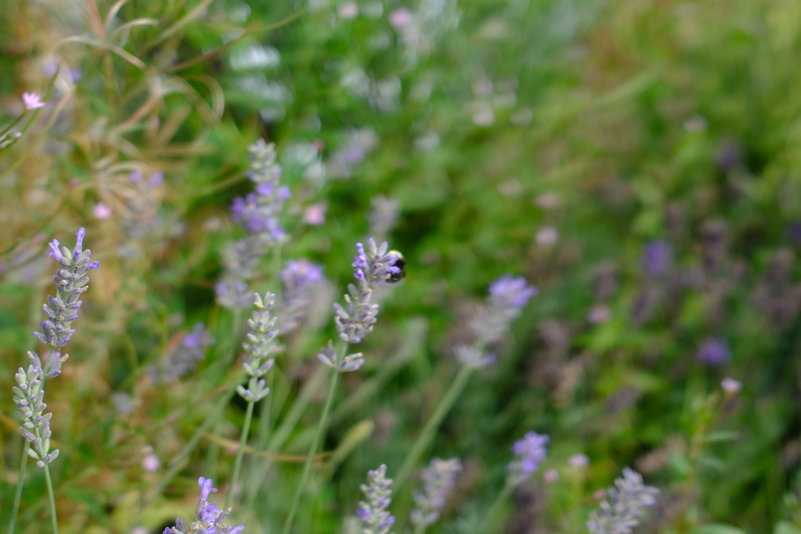 Lavender photo 9
