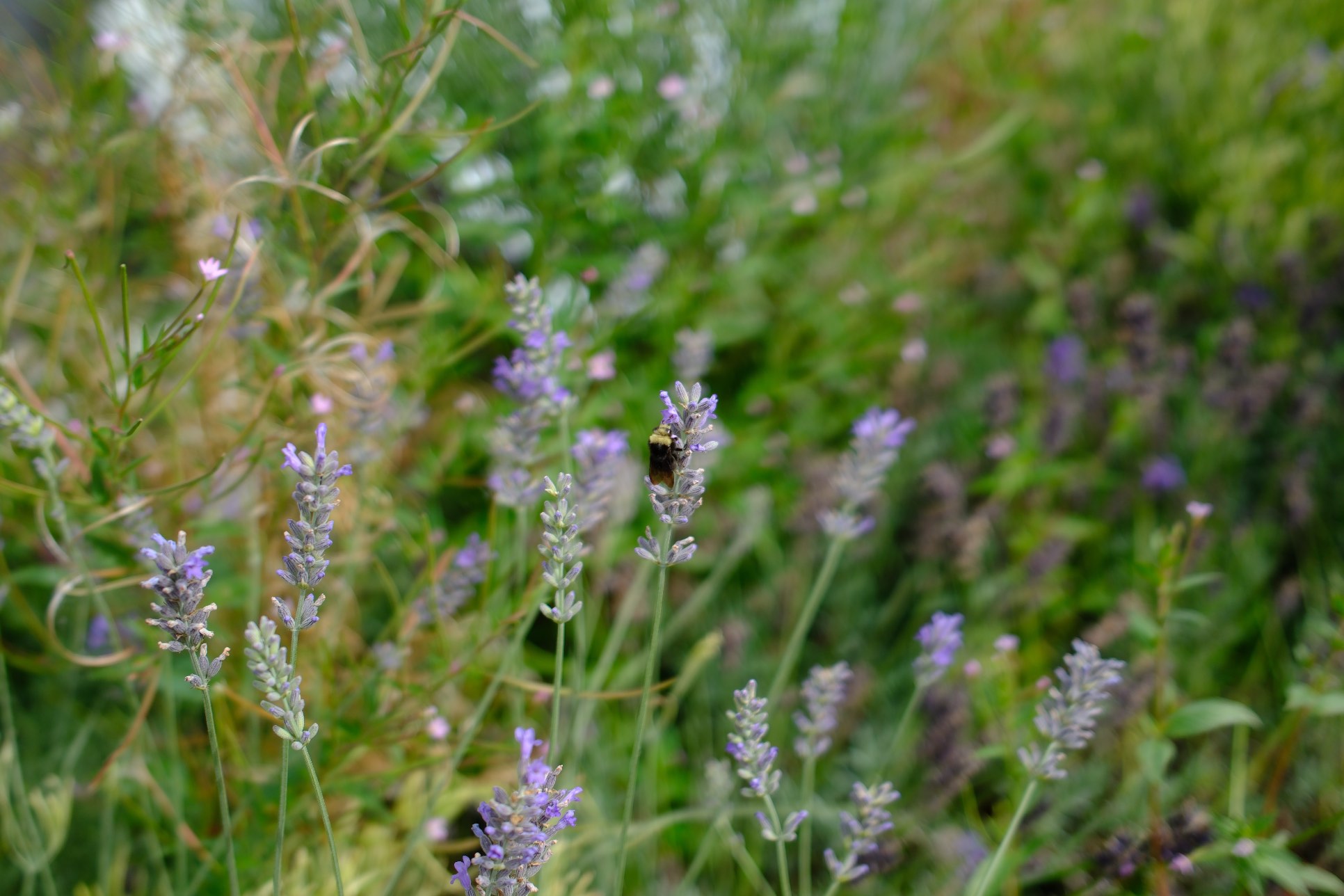 Lavender photo 15