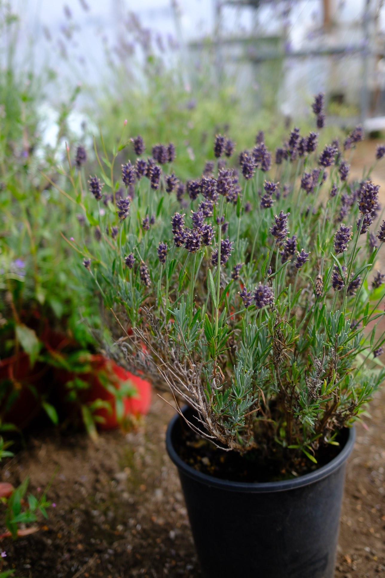 Lavender photo 5