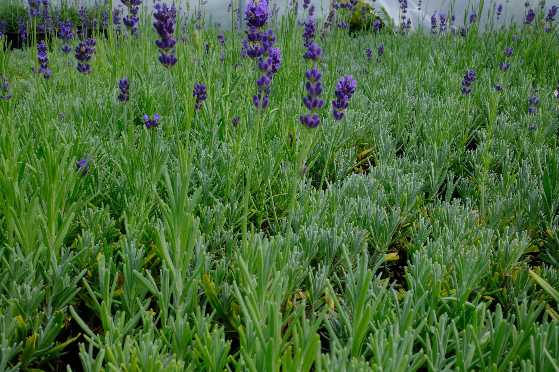 Lavender photo 10