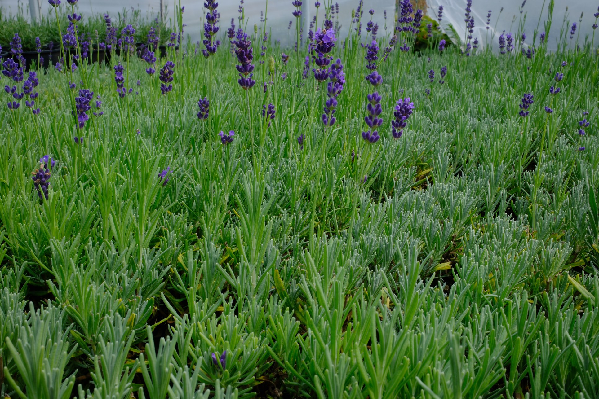 Lavender photo 3