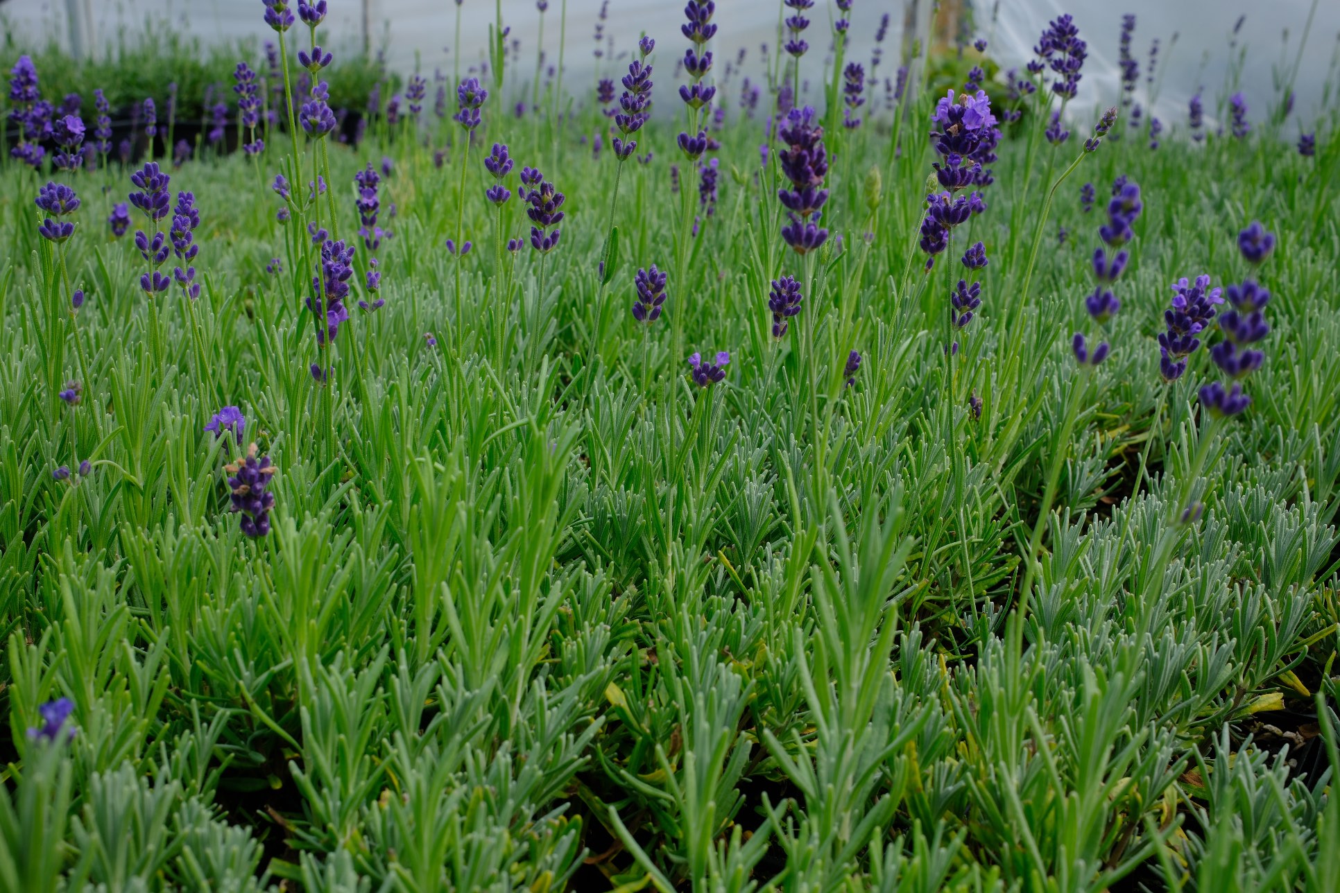Lavender photo 2