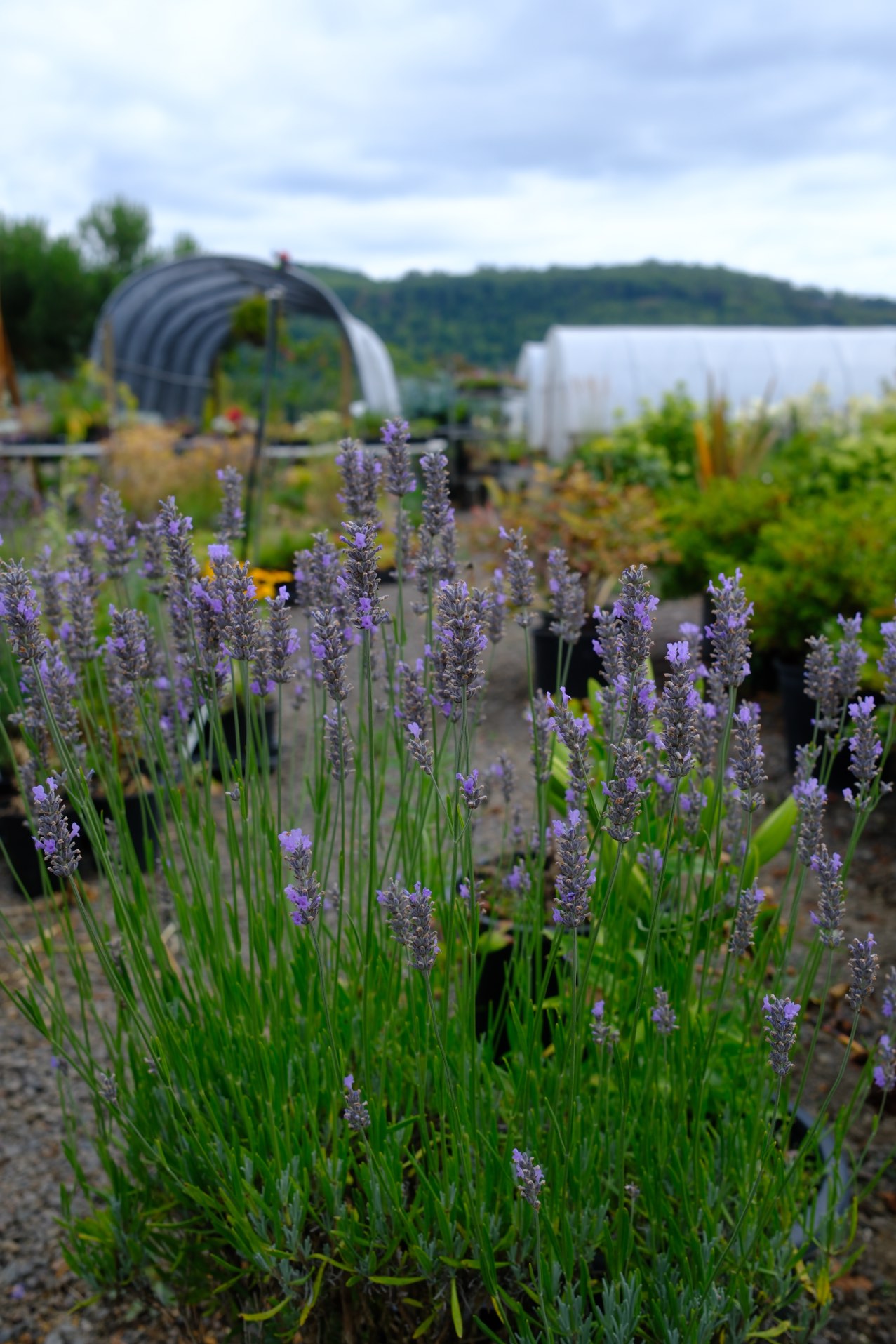 Lavender photo 13