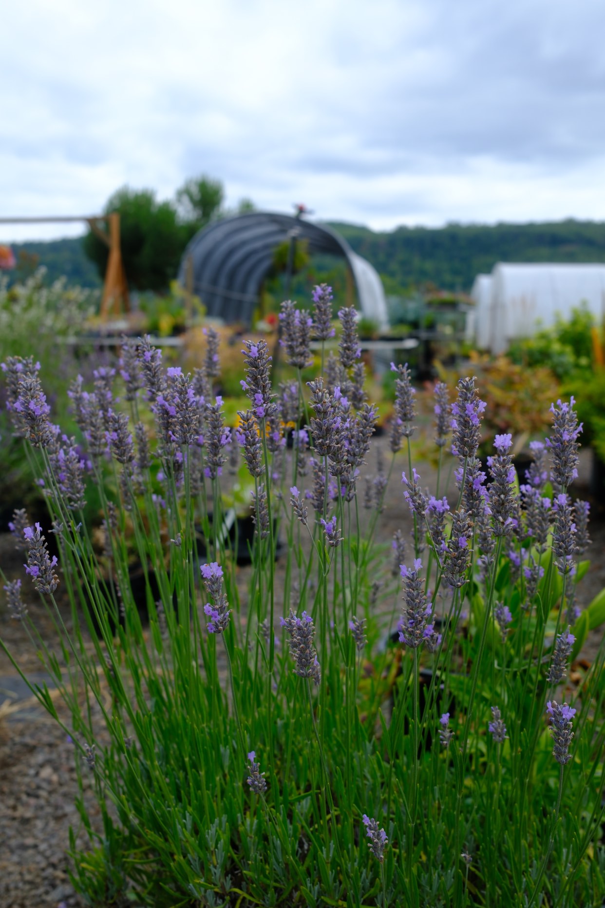 Lavender photo 8