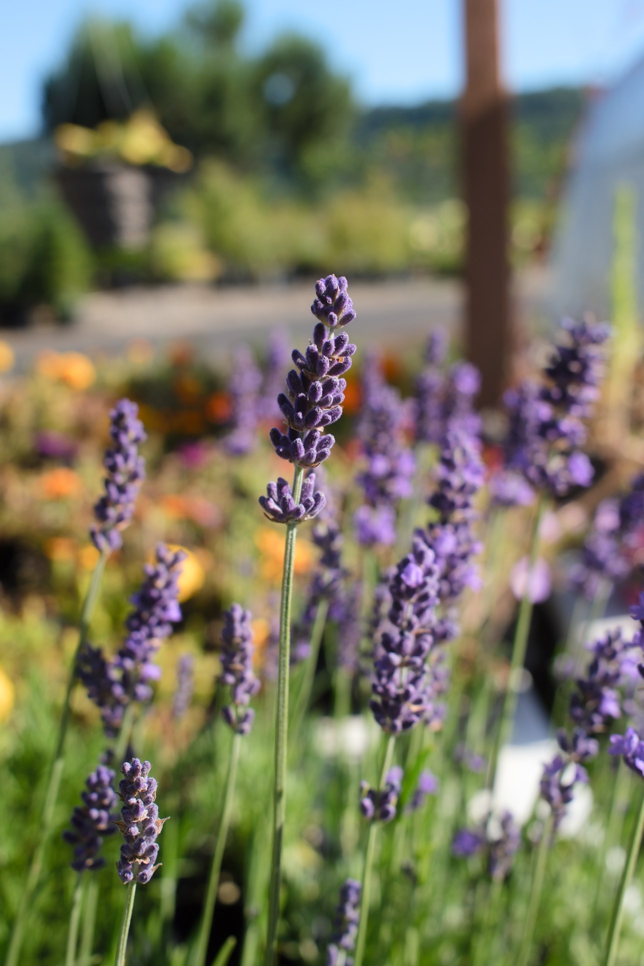 Lavender main photo 1