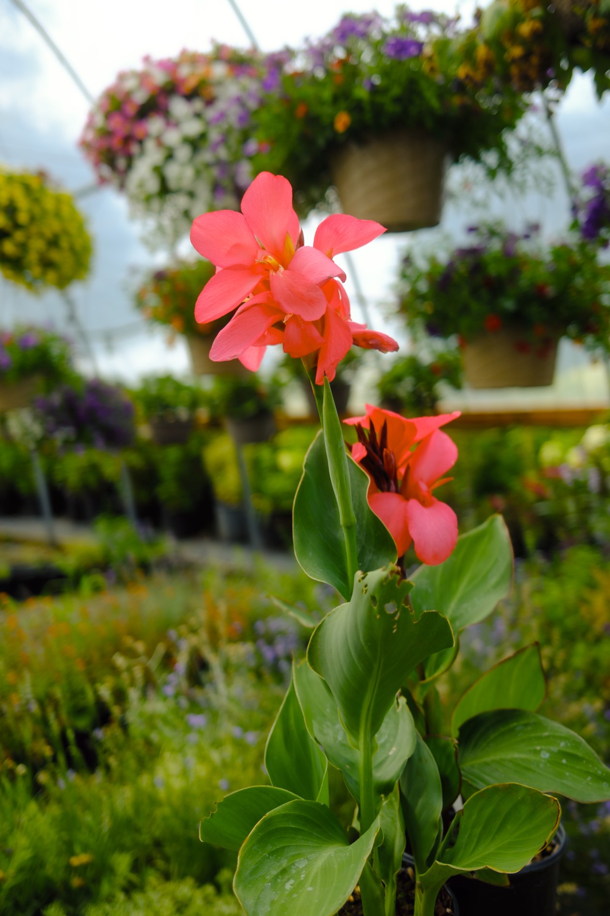 Perennials & Shrubs photo 2