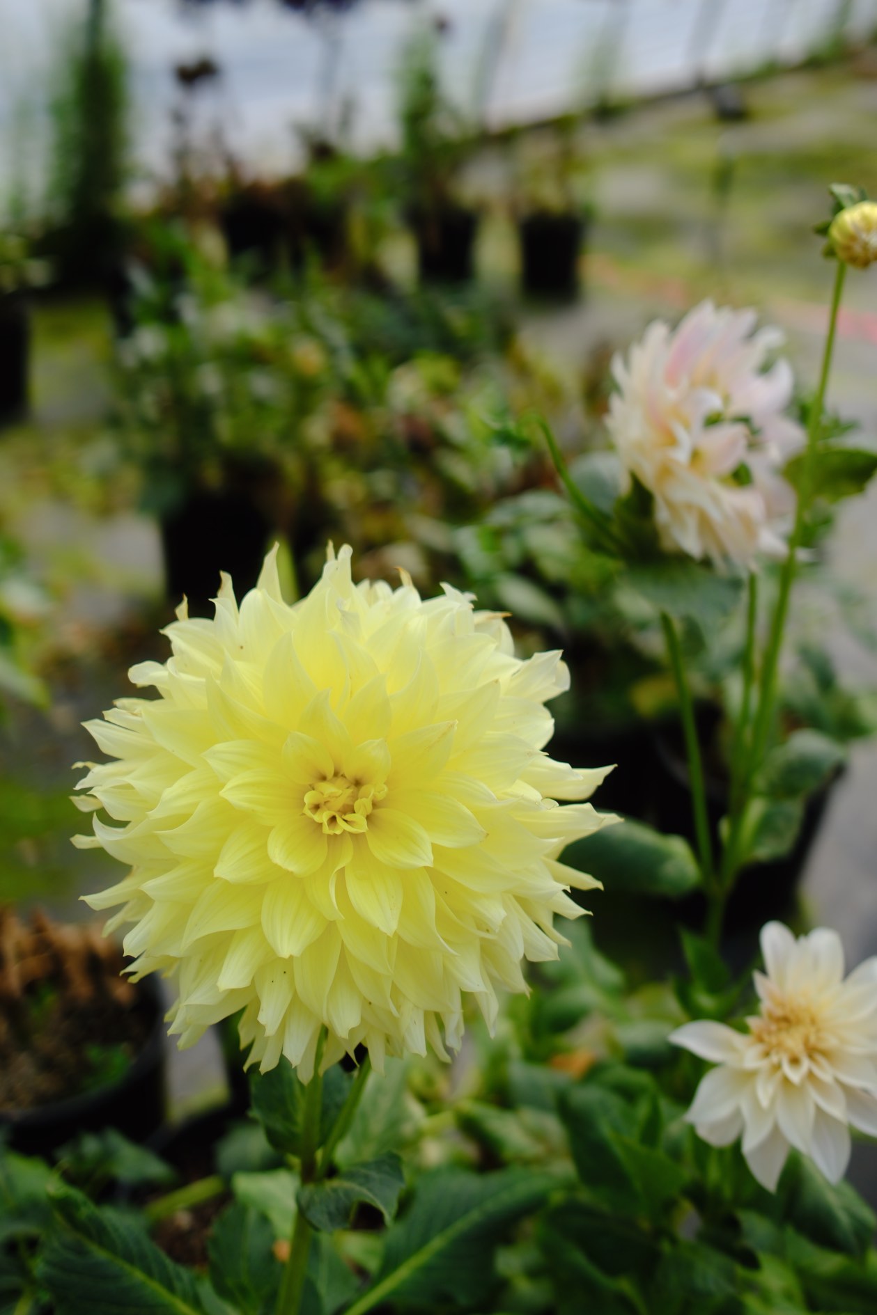 Perennials & Shrubs photo 9