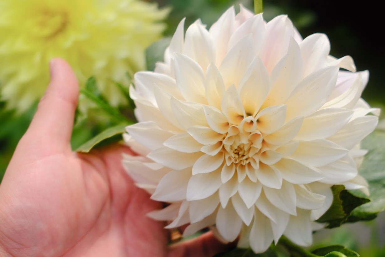 Perennials & Shrubs photo 3