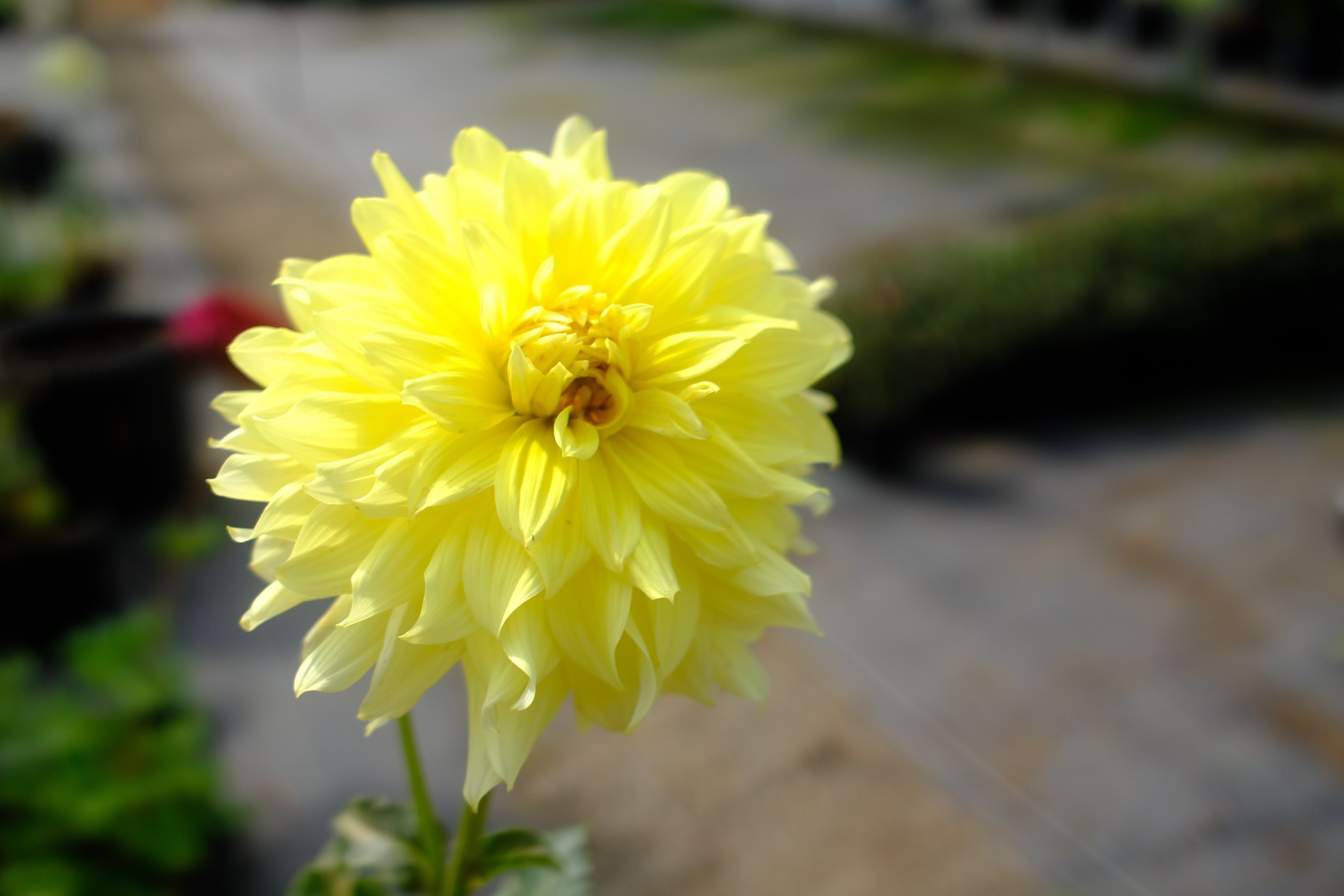 Perennials & Shrubs photo 10