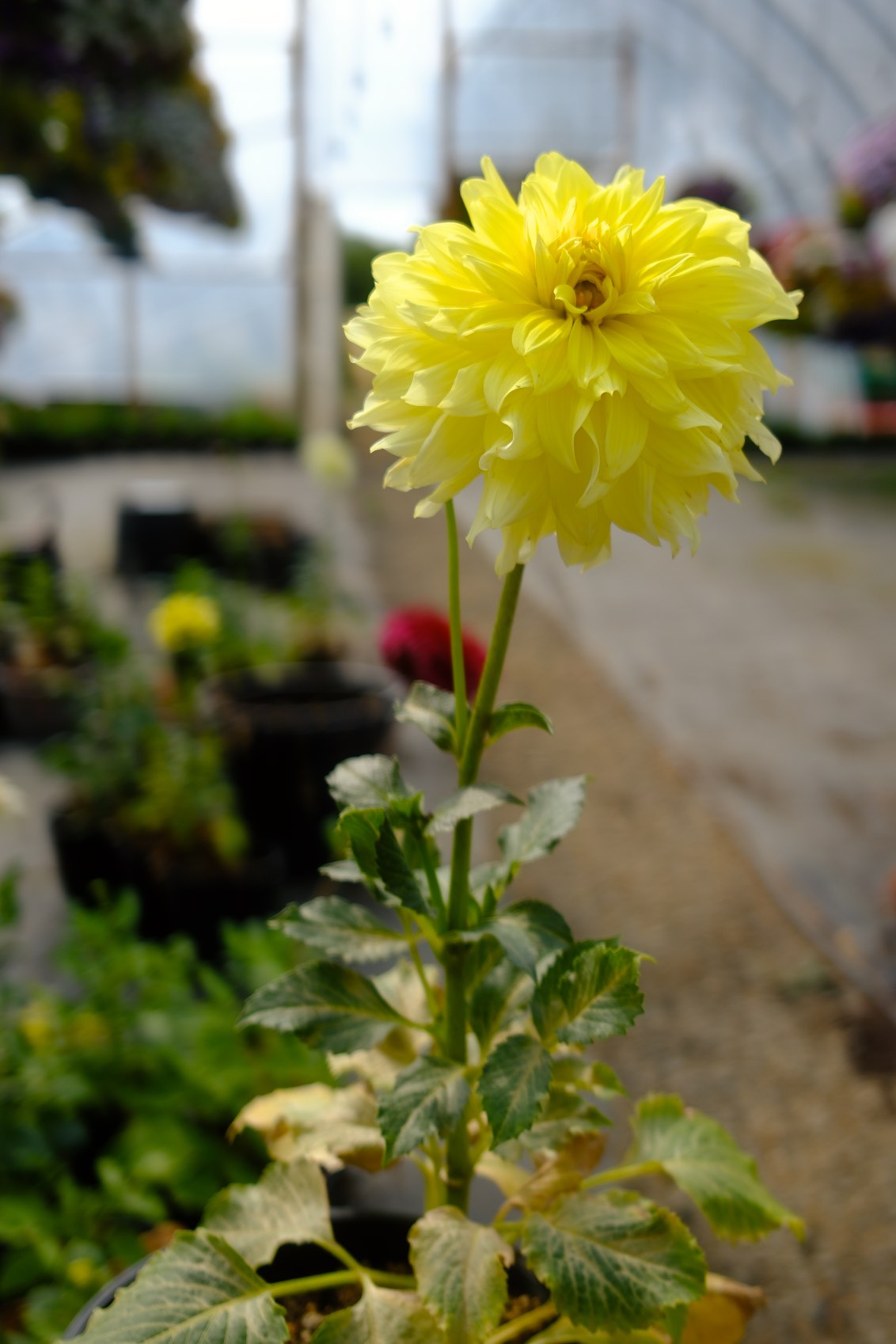 Perennials & Shrubs photo 21