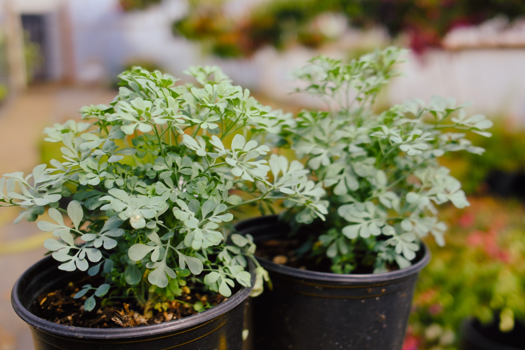 Perennials & Shrubs photo 18