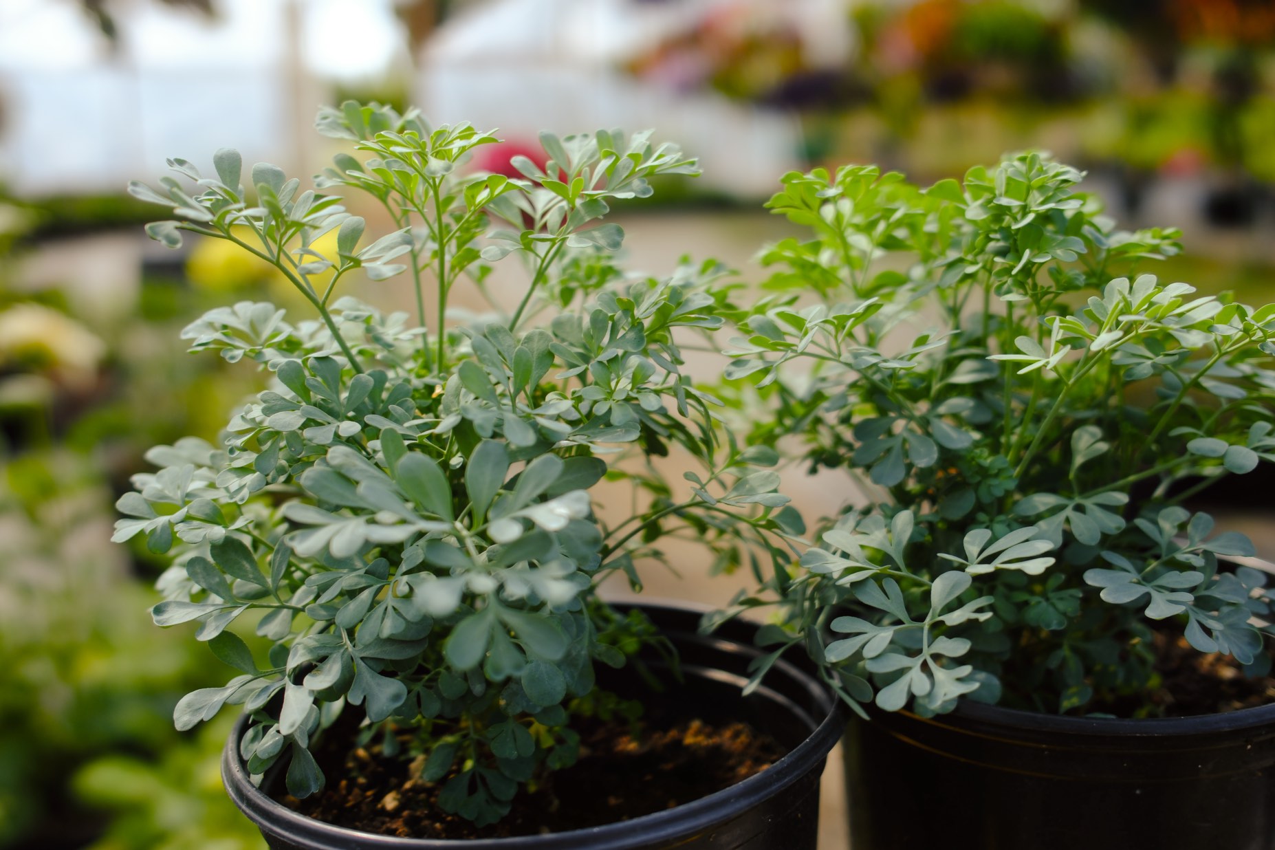 Perennials & Shrubs photo 6