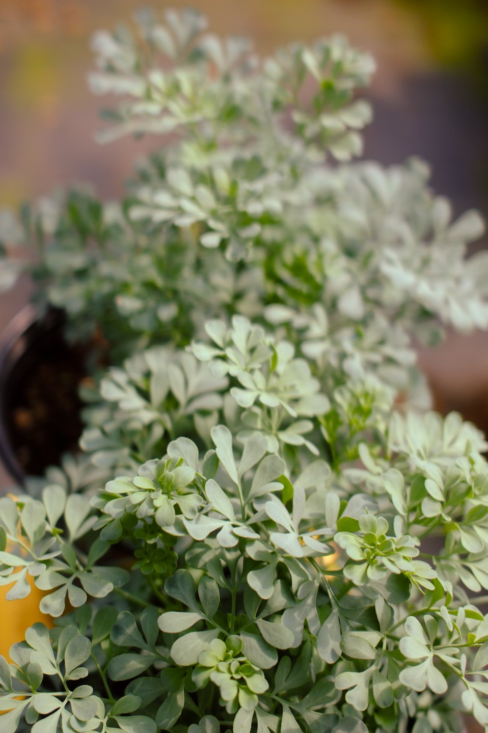 Perennials & Shrubs photo 11